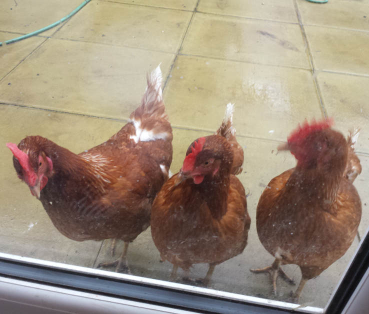 Our 3 girls: Maverick, Flick and Honey.  Christmas Day 2015

Sadly Mav was killed by a fox at 11:30am in bright sunshine.  They'd been freeranging for almost a year without any problems.
