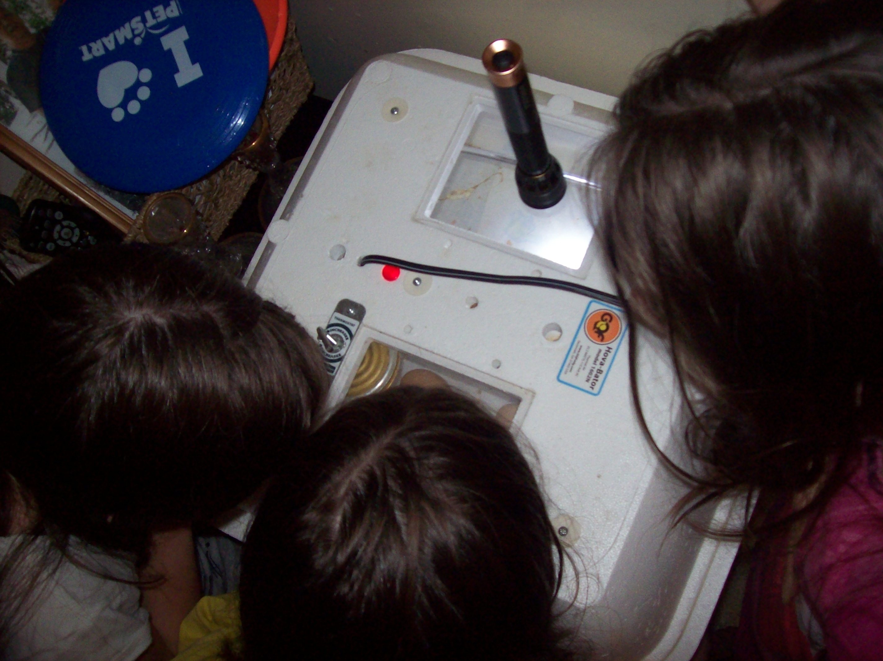 Our 3 girls, watching & waiting for all the babies to hatch! lol