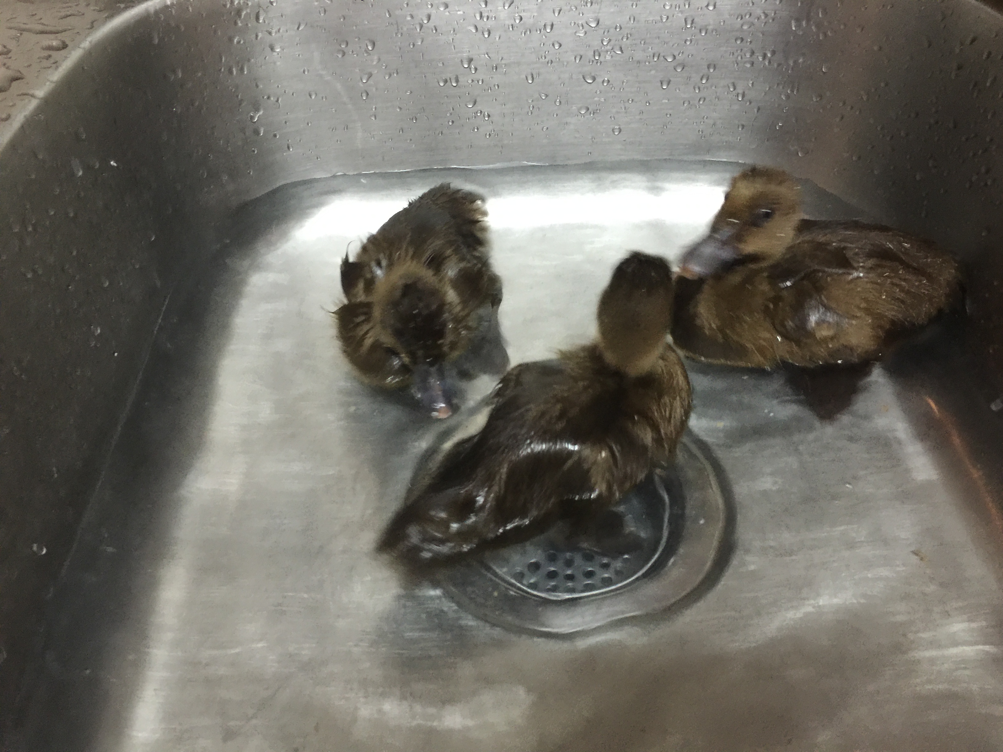 Our 3 Khaki Campbell ducks getting a bath :)