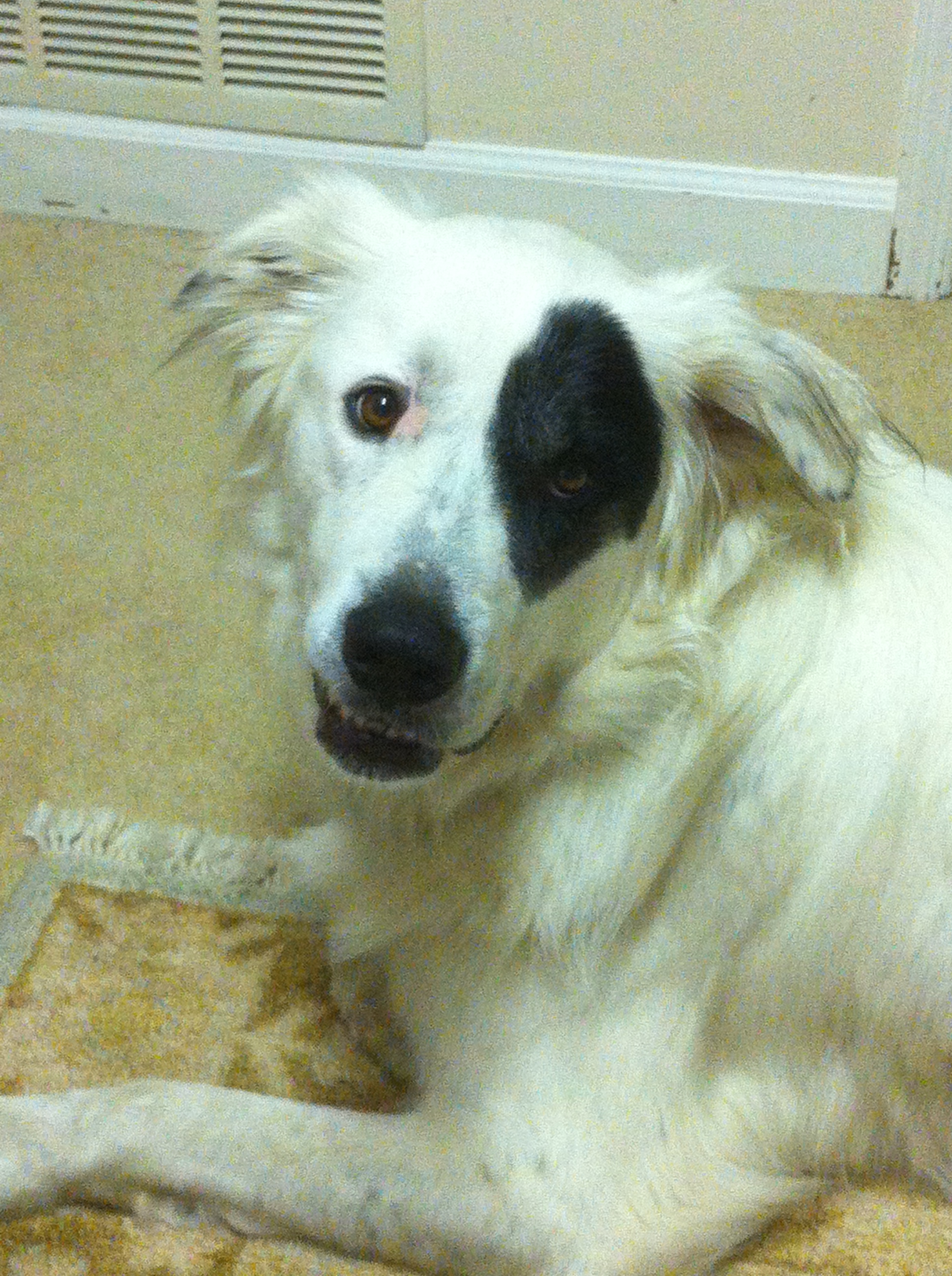 Our 4 1/2 yr old Pyrenees rescue.