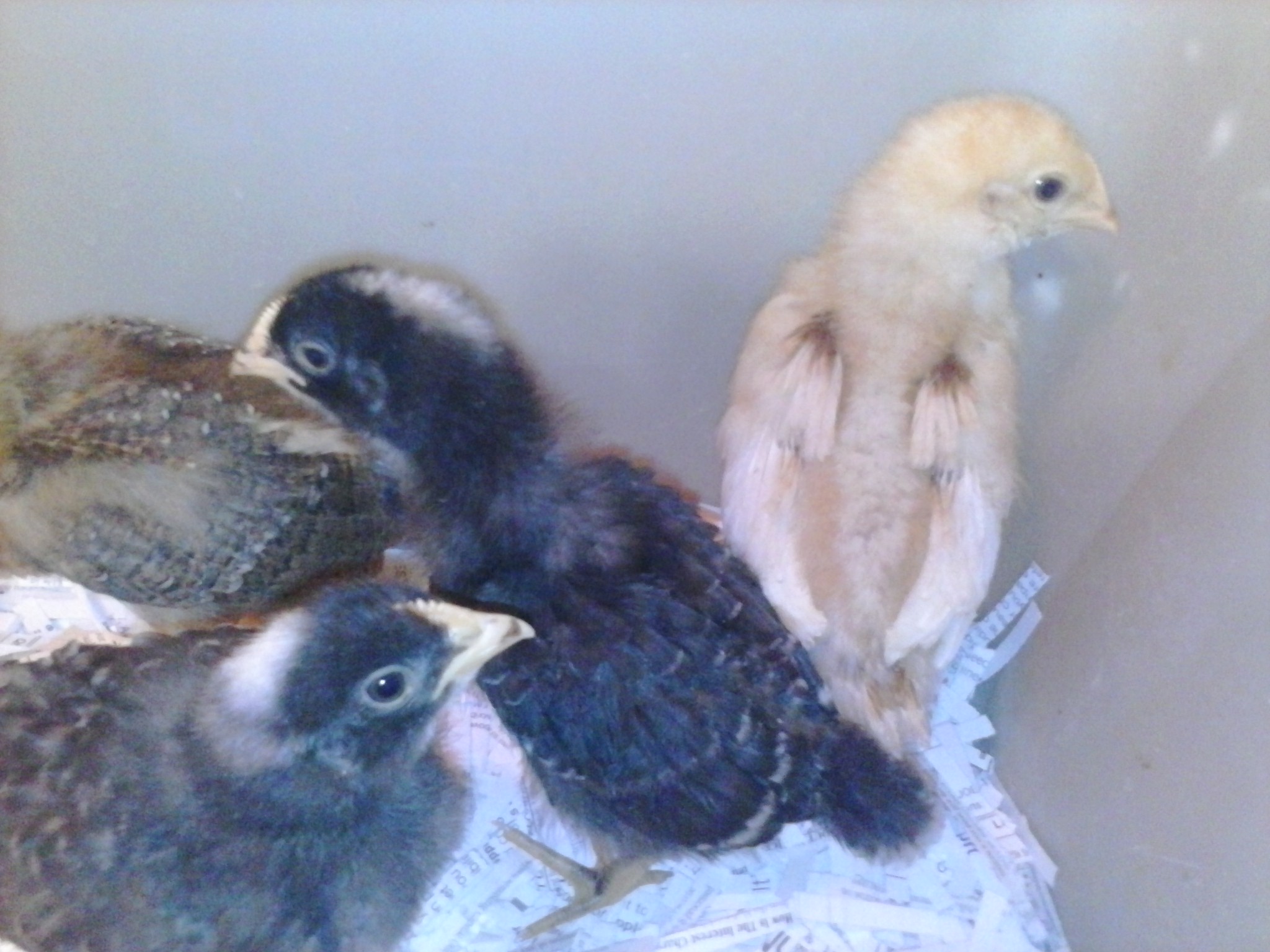 Our 4 chicks, Queenie, Checkers, Chip and Grace. :)
