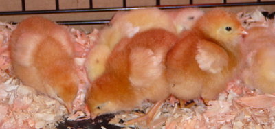 Our 6 chicks!