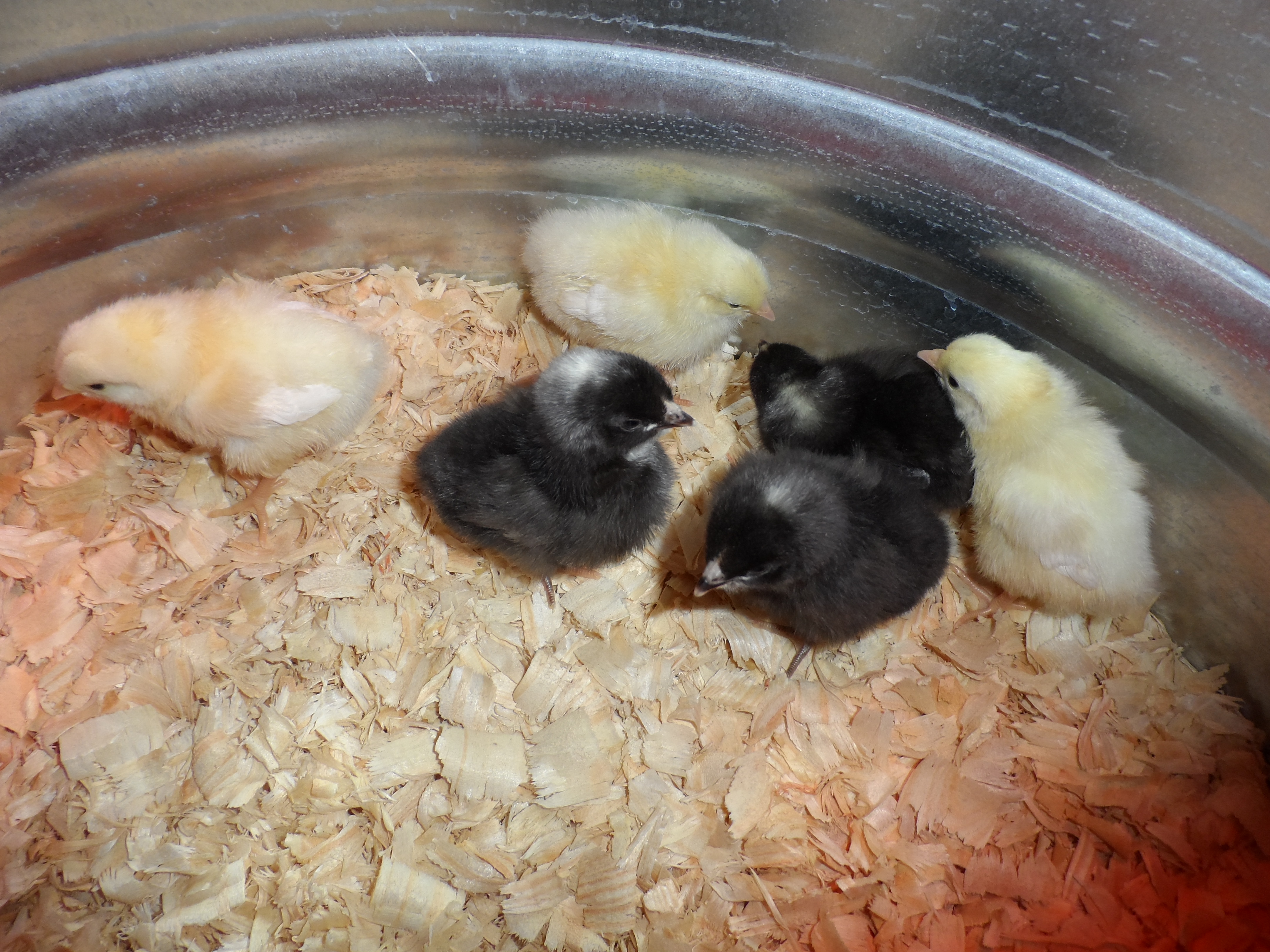 our 6 new chickens.. 3 speckled Plymoth rocks (The black ones), and 3 white Plymoth Rocks.