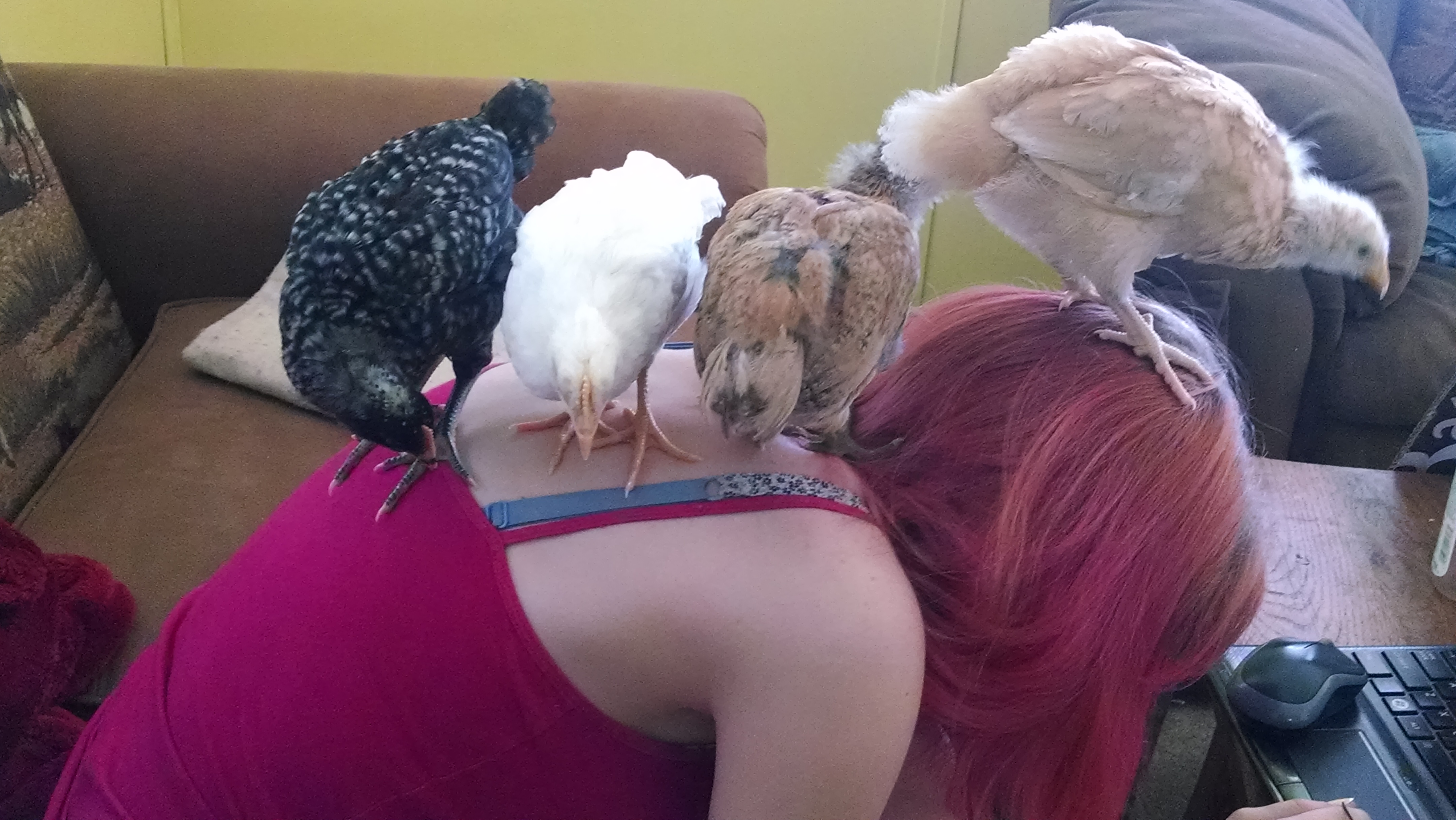 Our 6 week old chickens on the "strange" perch. (AKA my Daughter)