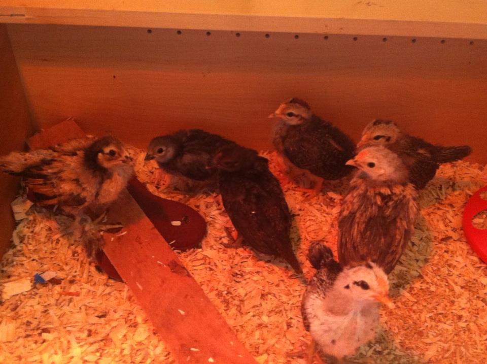 *
Our 7 chicks they will be 3 weeks old march 14th.