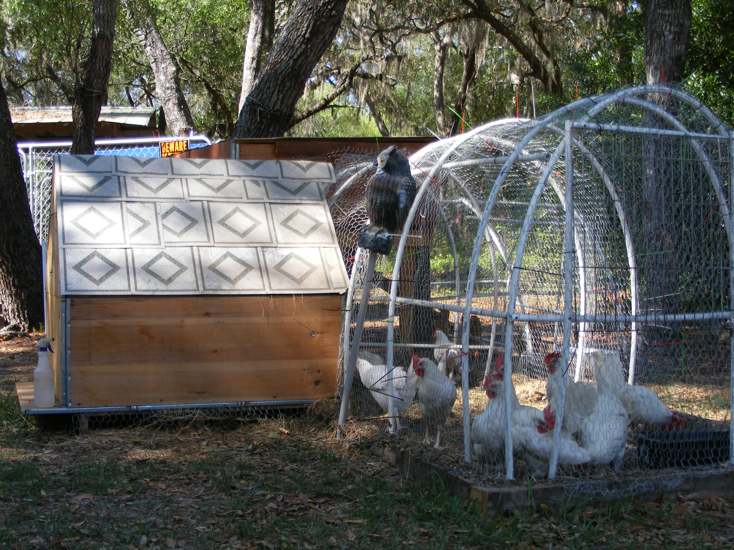 Our A Frame coop with Leghorns
