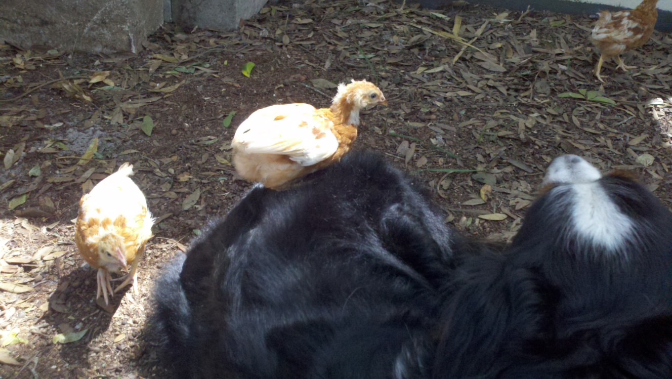Our adopted farm dog is a chick magnet!