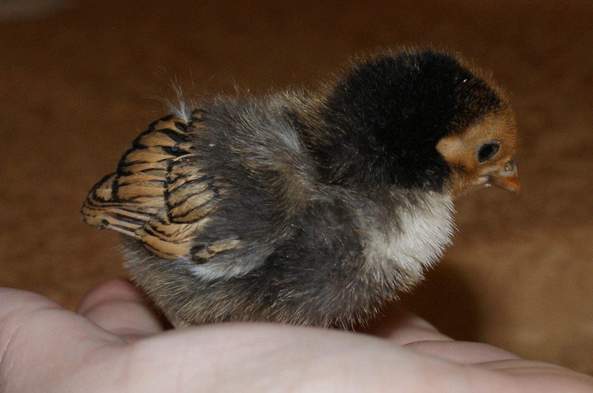 Our adorable little golden seabright bantam chick turned out to be the most beautiful bird of the group.  When we got her she was completely gray with a little touch of orange on top of her head.