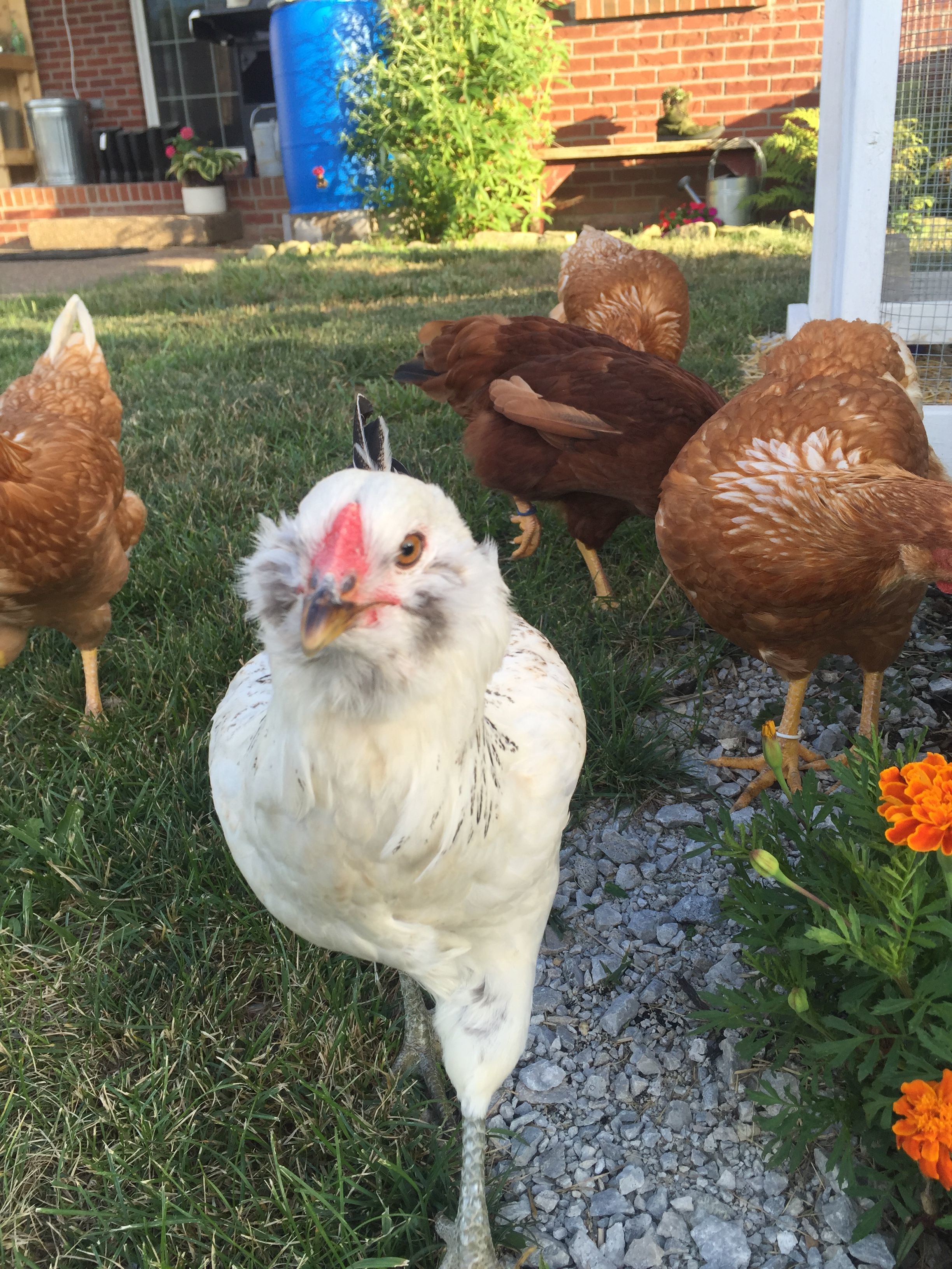 Our Ameracauna, Jackie