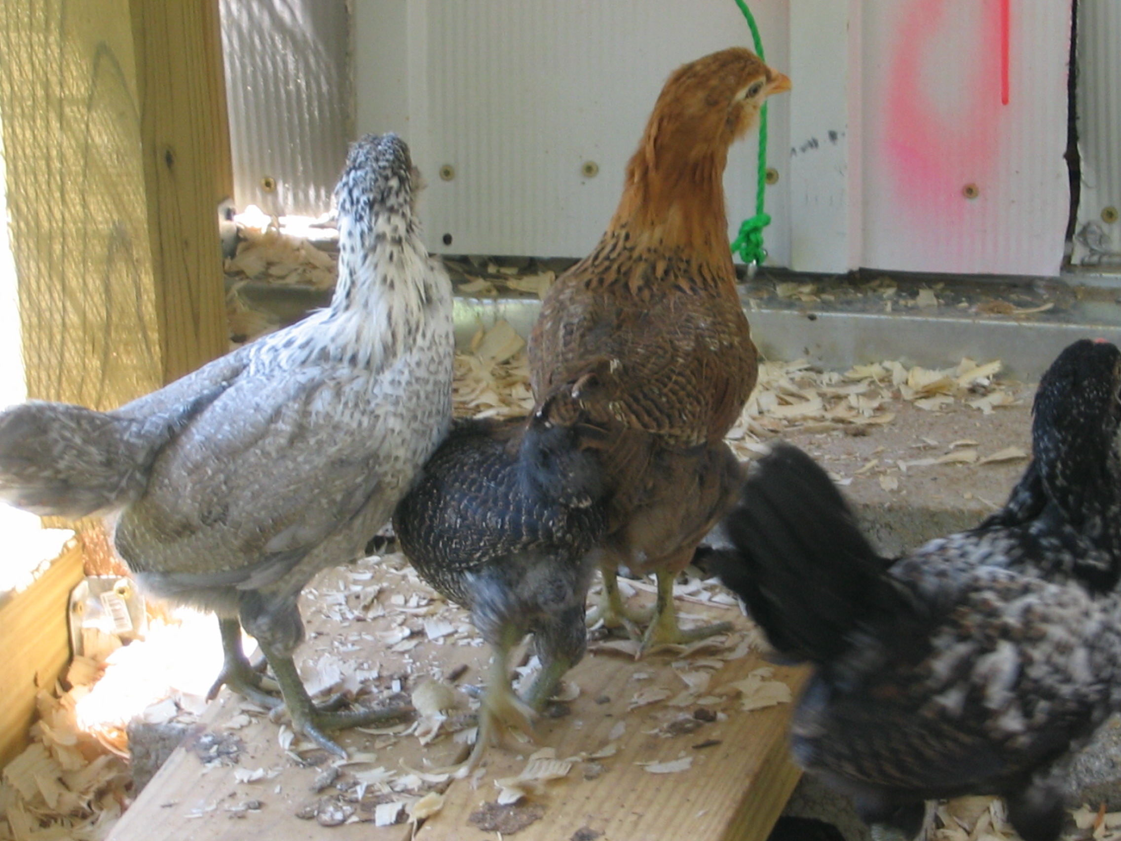 our Ameracaunas. from the left they are: Kylie, Fuzz Nugget, Liner and Booger Bear