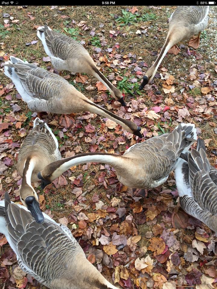 Our animated wonderful weeder geese
