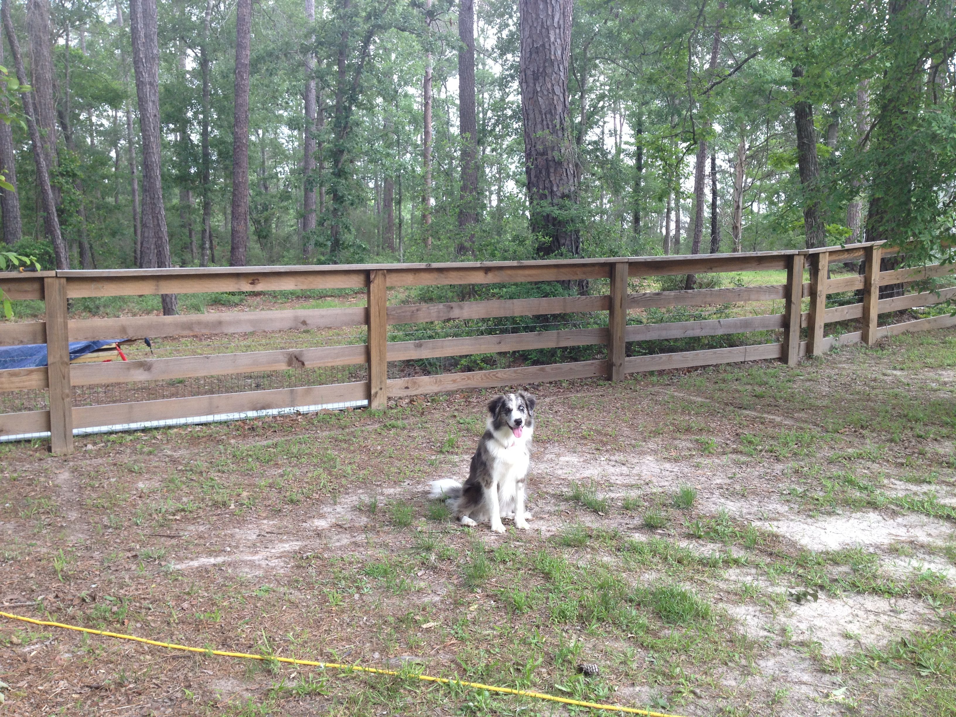 Our Apoc, standing where the Chicken Ranch is planned.