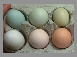 Our Araucana & Americana egg selection.