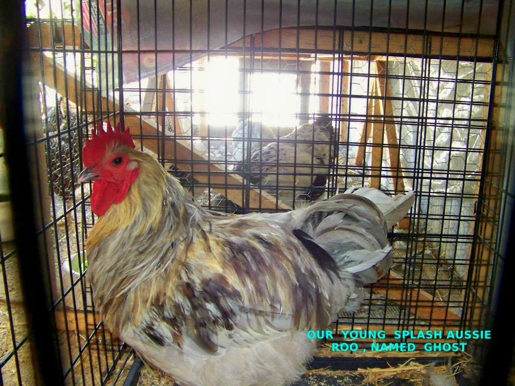 OUR   AUSTRALORP  SPLASH  ROO   GHOST  OR   OUR  BIG MR. G.