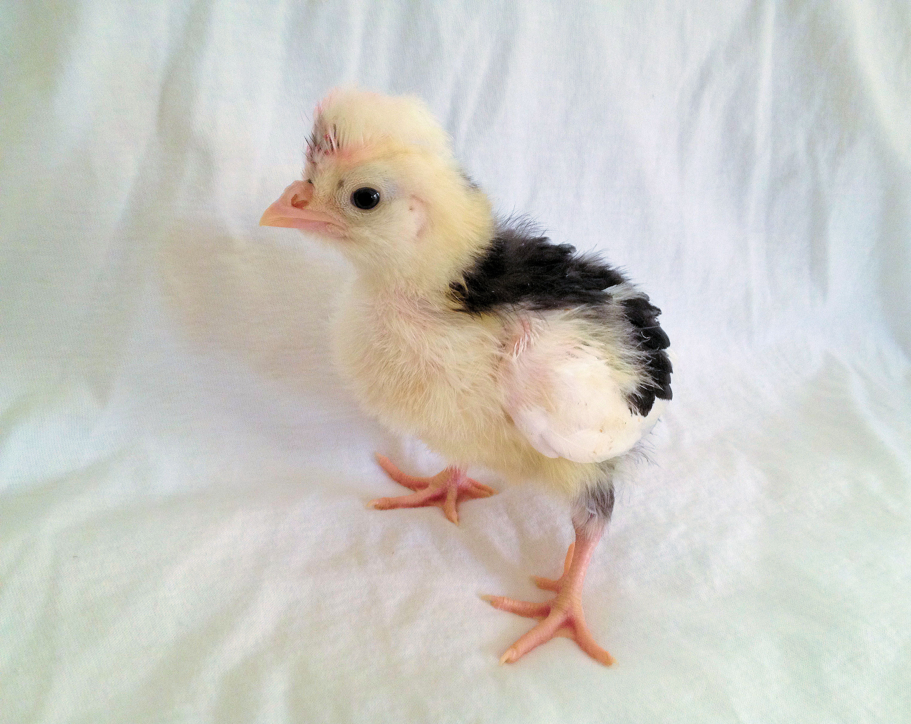 Our awesome Little Mottled Houdan