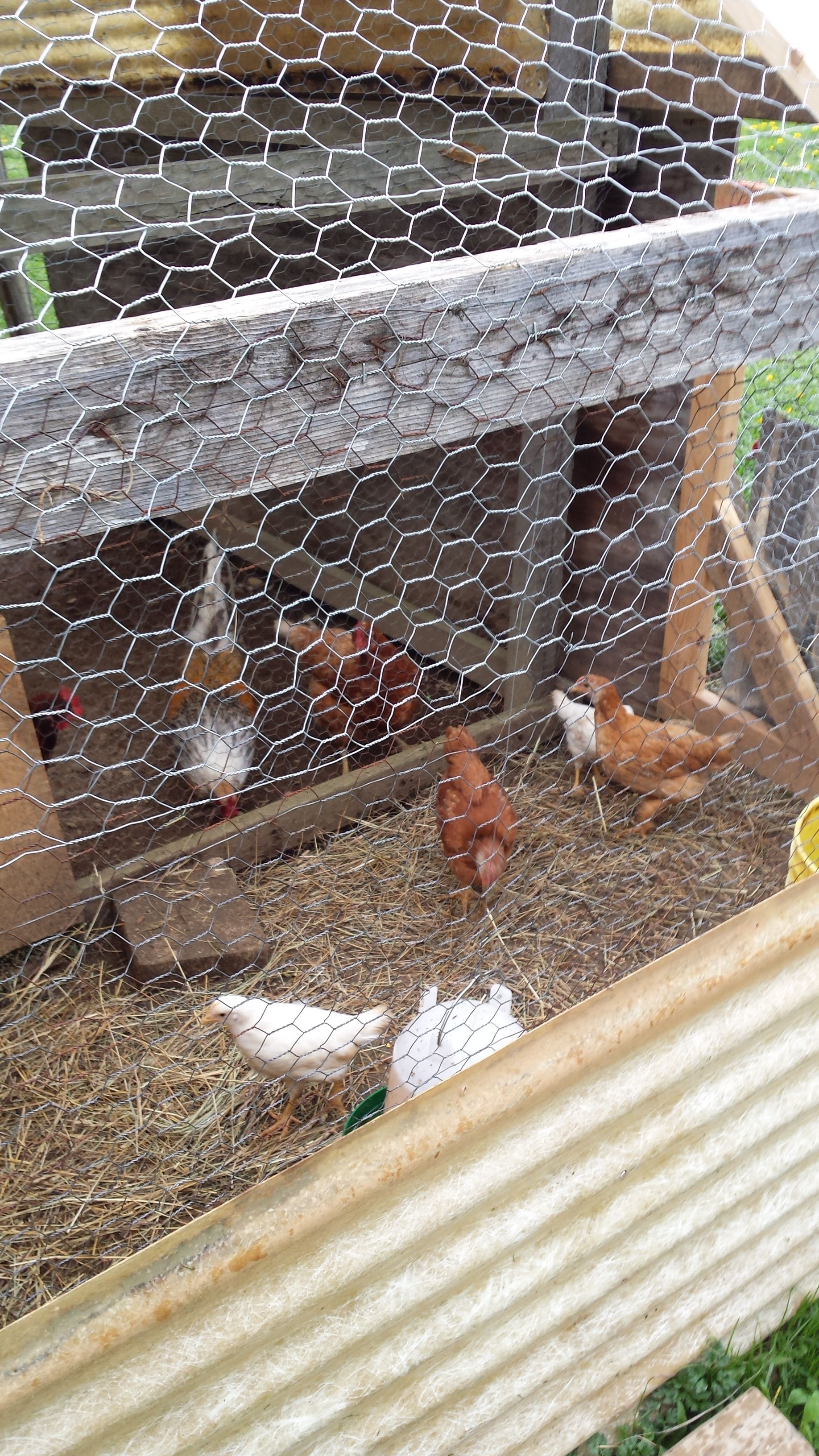 Our babies almost ready to join the flock (9wks old)