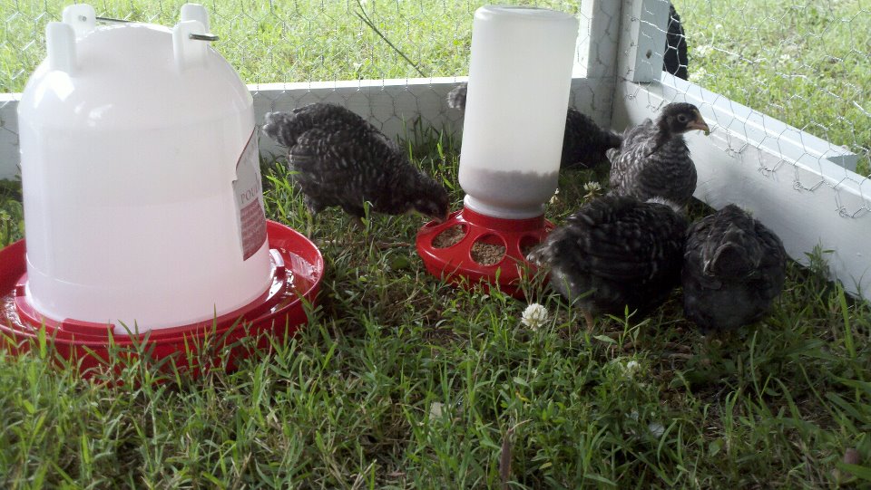 Our babies at 5 weeks