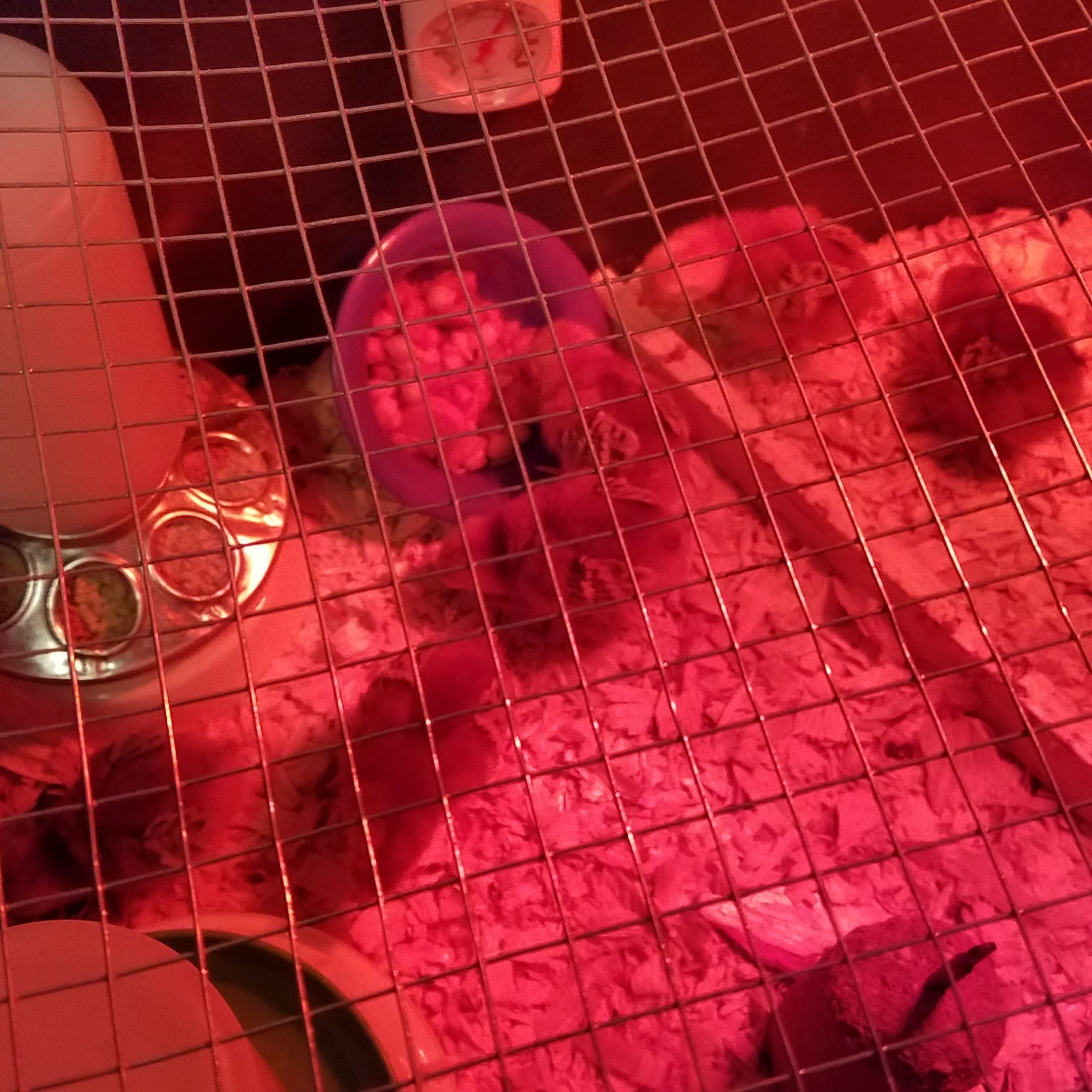 Our babies. Between a week and two week old rhode island red hens