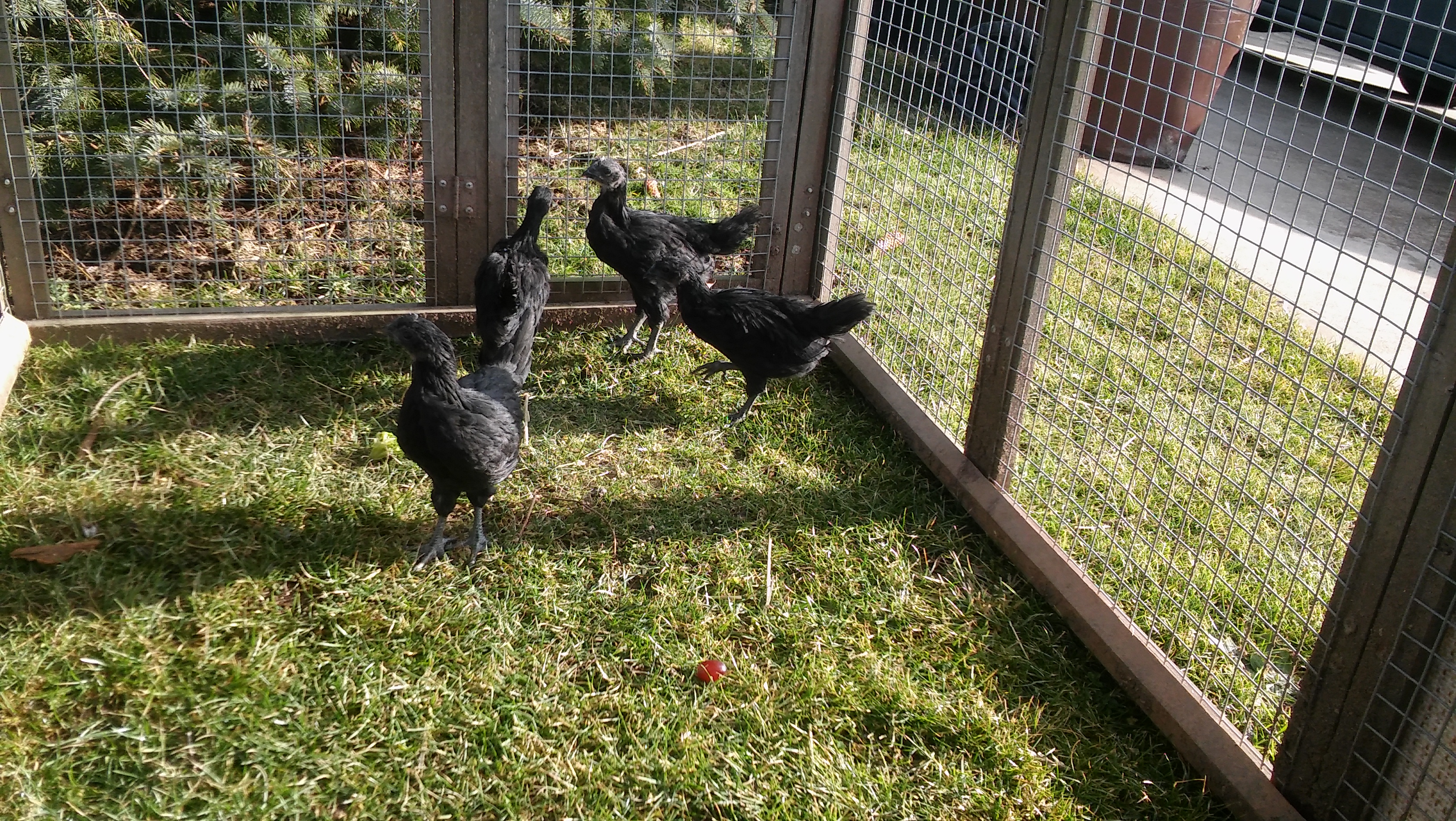 our babies first time outside...an unusually warm day in january----.living in Ohio--and it being winter..they are kept in the garage coop--for now....come on spring!
