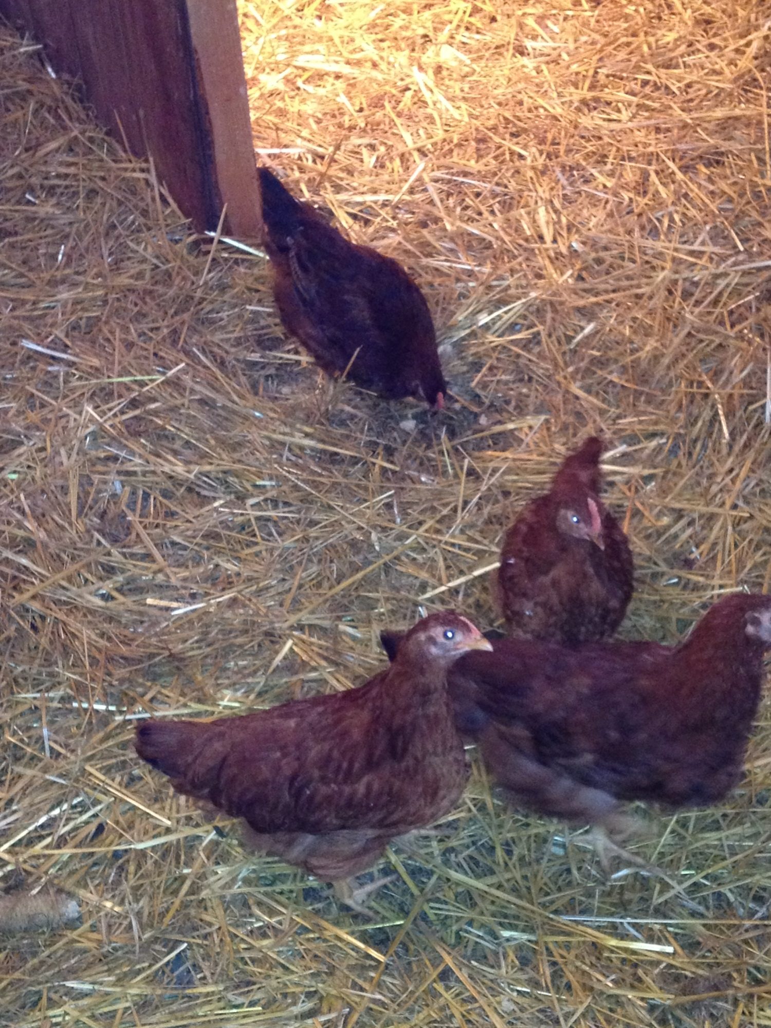 our babies...we got them when they were a week old and is totally amaizing how fast they grow...3 months old now!

not sure what type they are but we are enjoying them!....they follow me around where ever I go...nugget thinks shes a parrot always flys up on my shoulder.