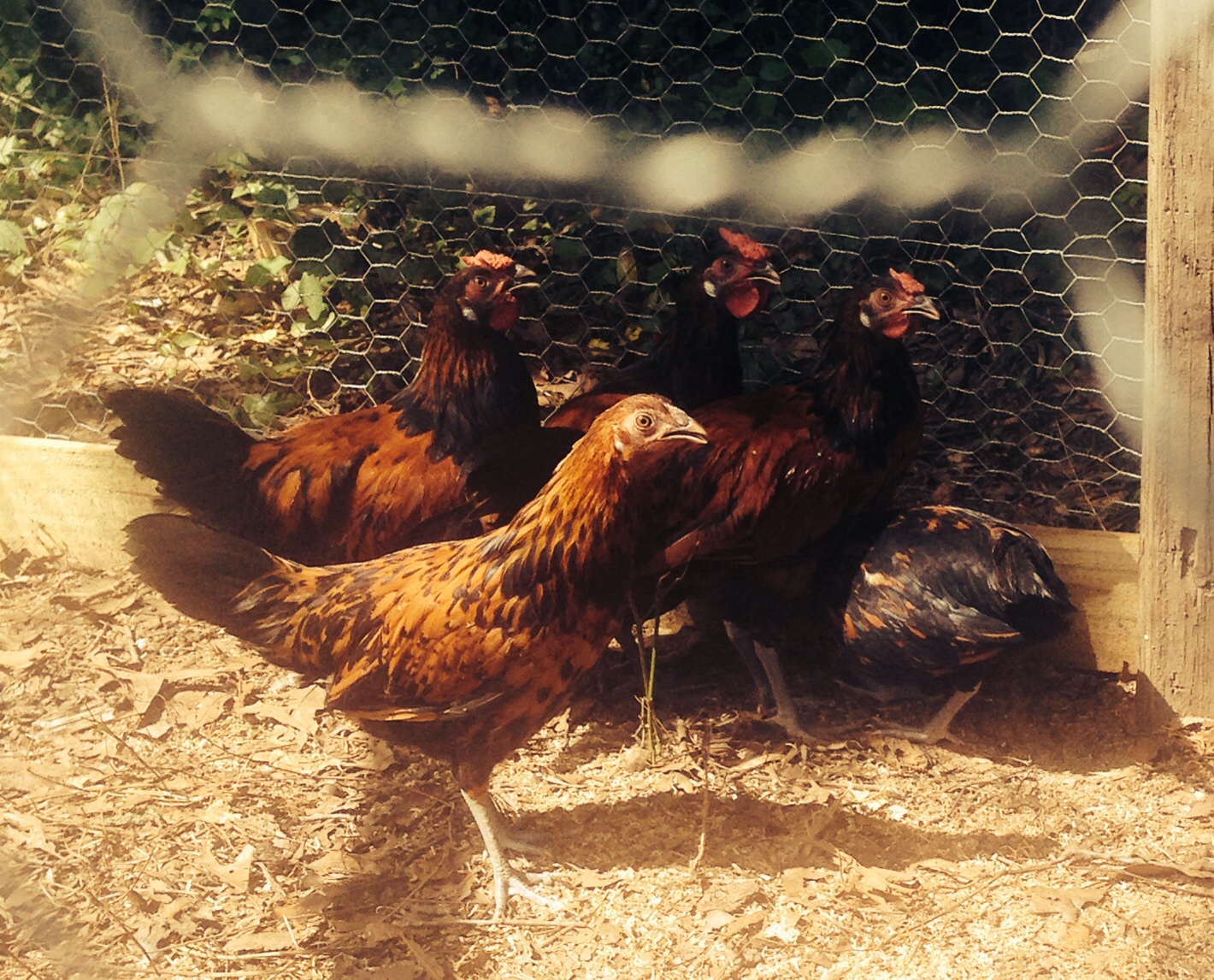 Our babies