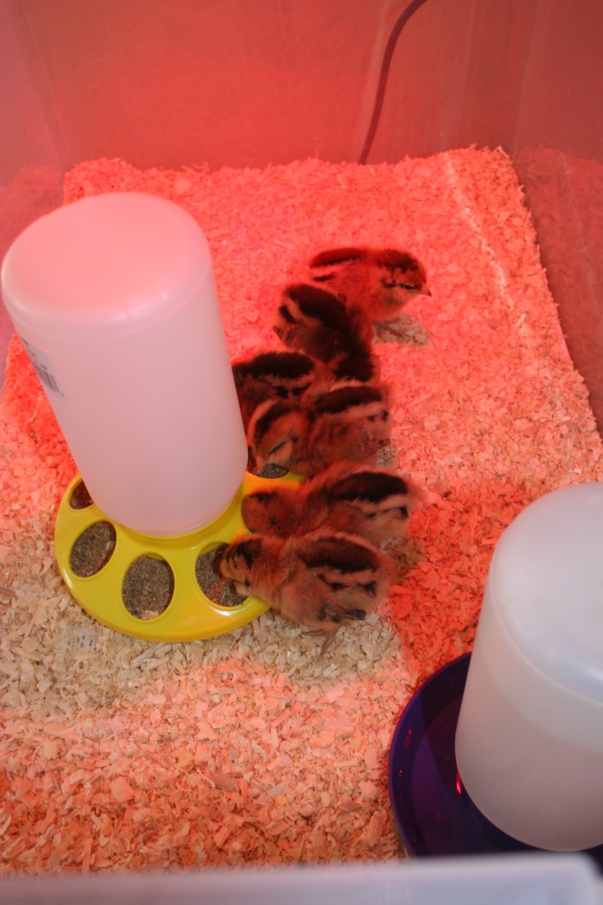 Our baby Ameraucanas, which are named after Carthaginian generals.  I know, weird.
