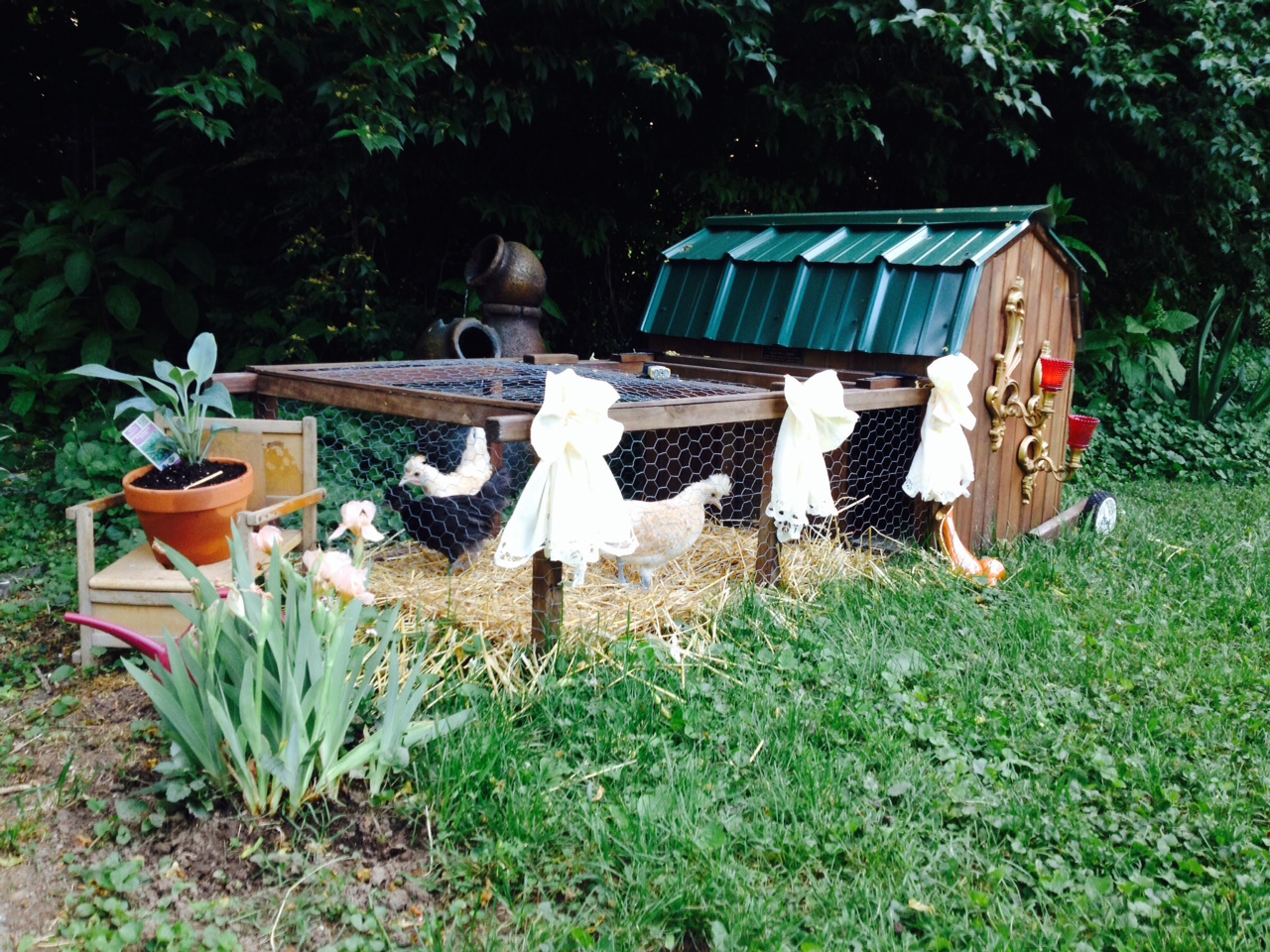 Our baby Appenzellers . . .. .