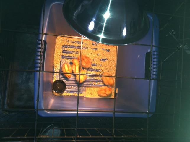 Our baby chicks - cozy and warm in their brooder.