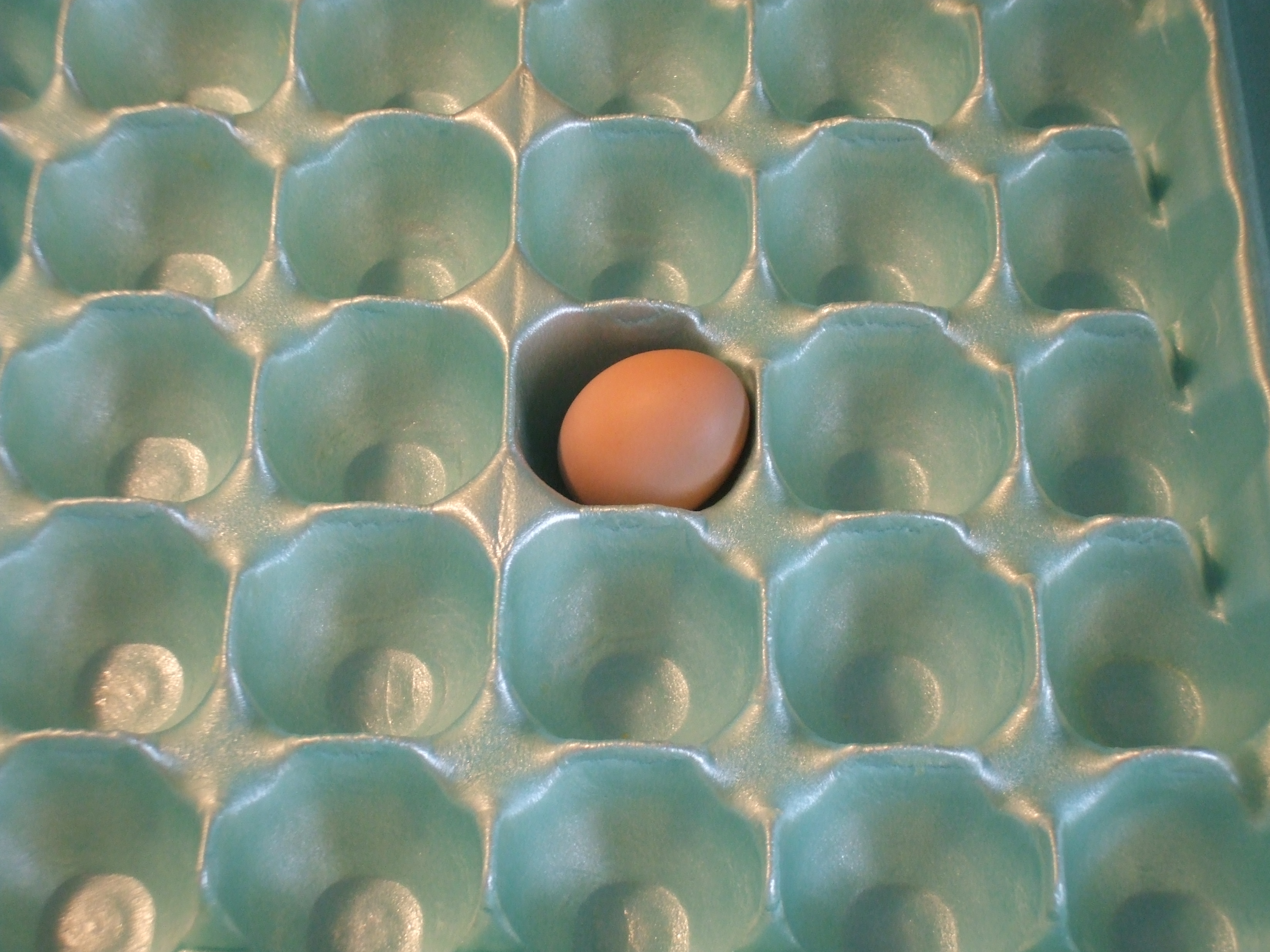 Our baby egg!