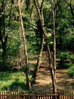 Our Back Backyard, where it is natural woods with a creek, coyotes, raccoons, wild turkey, deer, possum, great blue heron, owls, hawks, and occasionally beavers roam. Our fence and dogs keep the wildlife out.