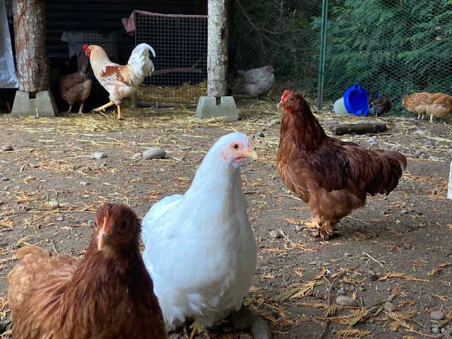 Our bantam Cochins!