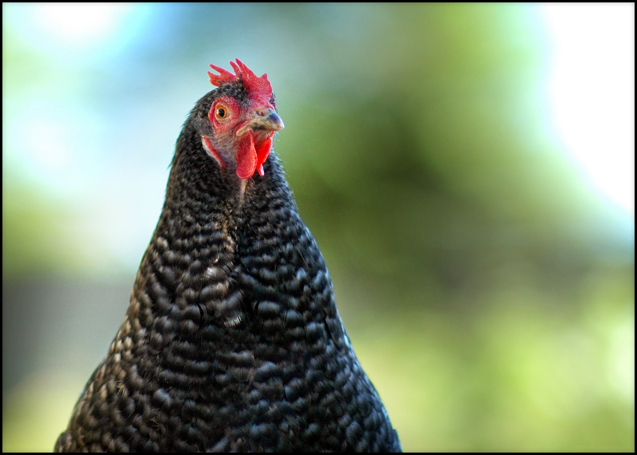 Our barred Cochin is the sweetest bird, but whenever I take pictures of her she looks so angry! Seriously, though, she is so sweet she'll follow me around wherever I go (especially when I'm watering my garden) and when pick her up she'll coo and fall asleep in my arms.