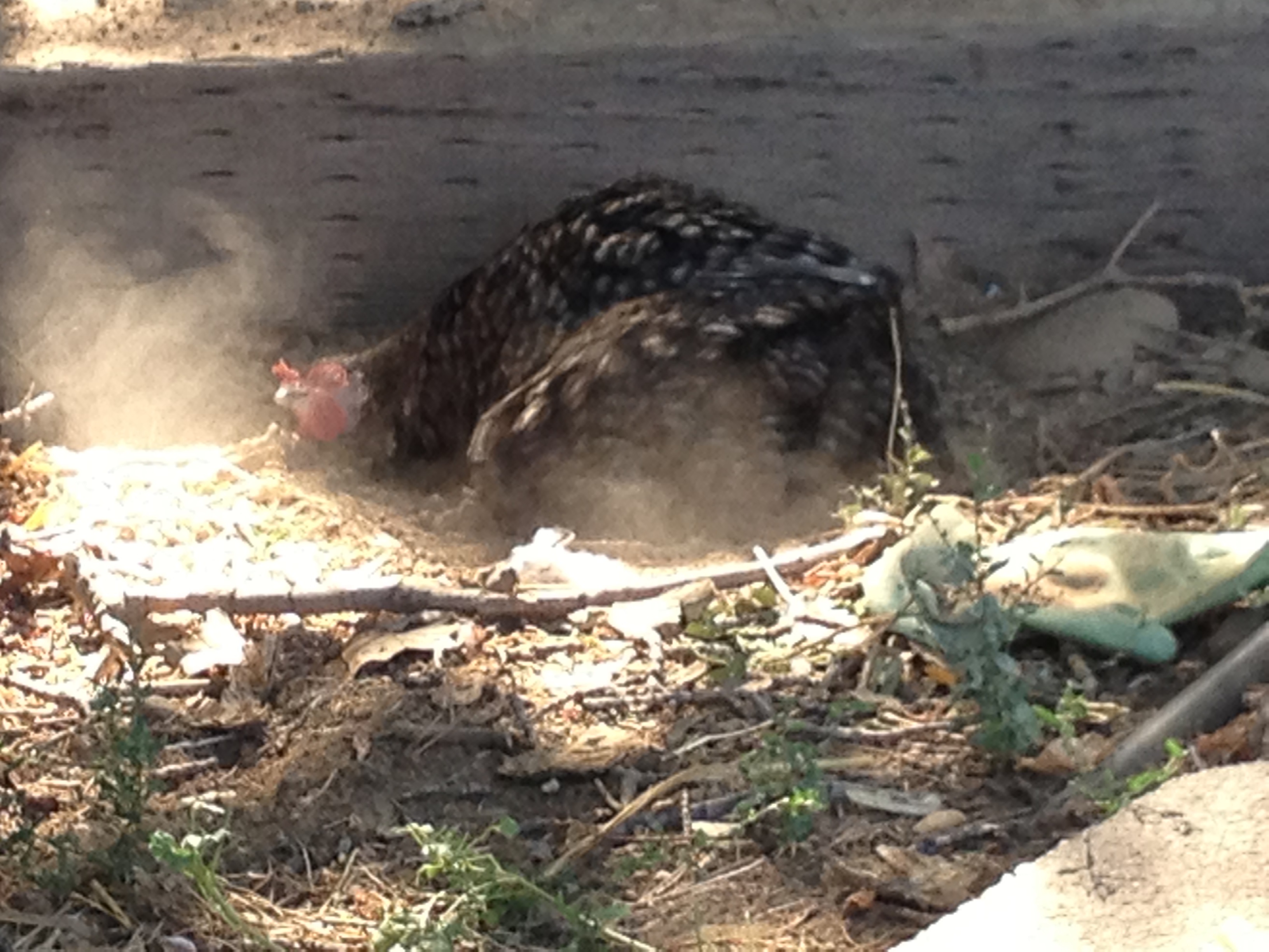 Our barred cochin taking a dust bath. Too cute!