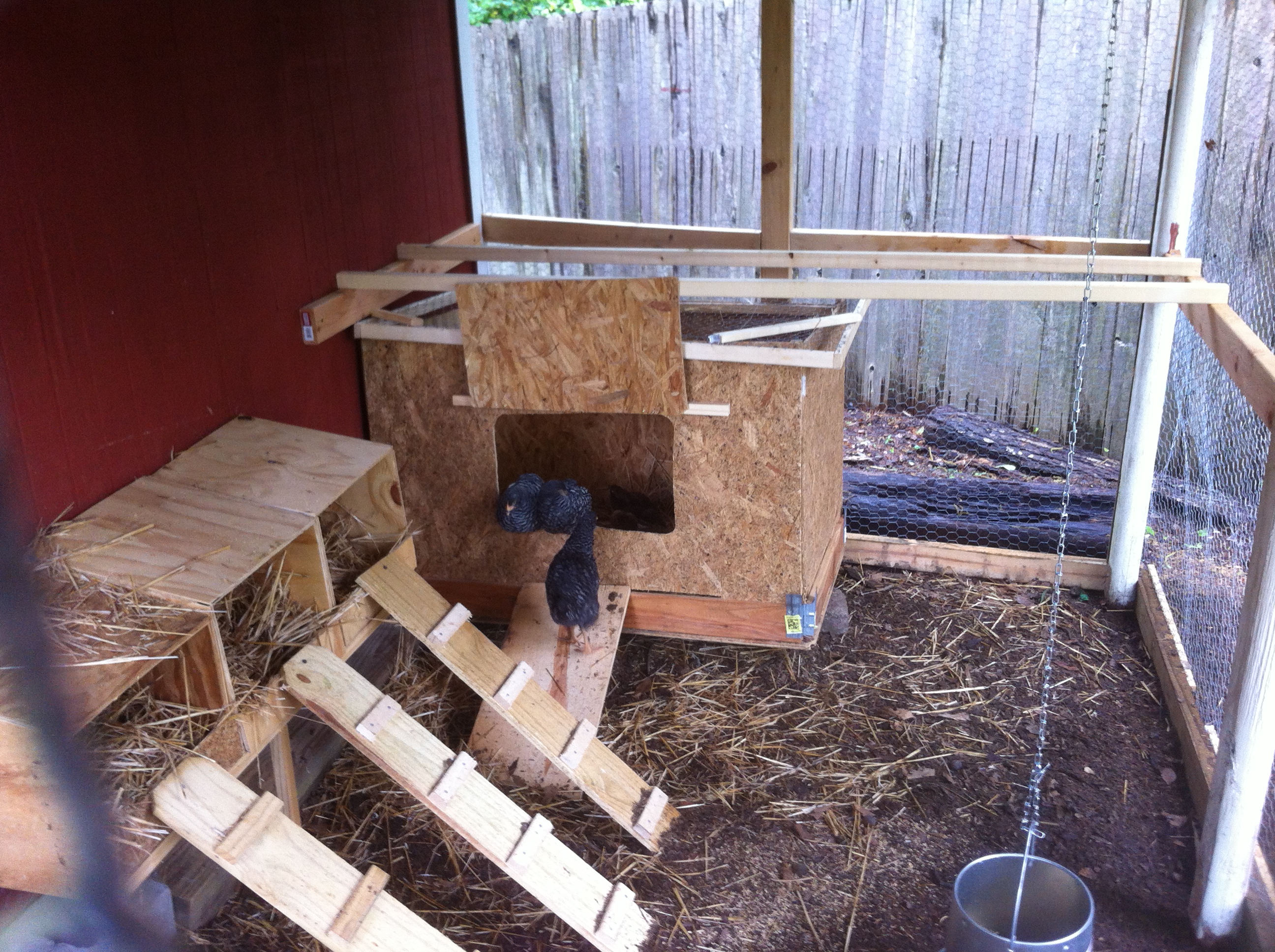 Our Barred Plymouth Rocks chilling out in the coop.  We converted our lean-to shed into a coop.  Then we converted the brooder box into a hutch.  The girls are about 6 weeks old.  Not visible are the three Rhode Island Reds inside the hutch.