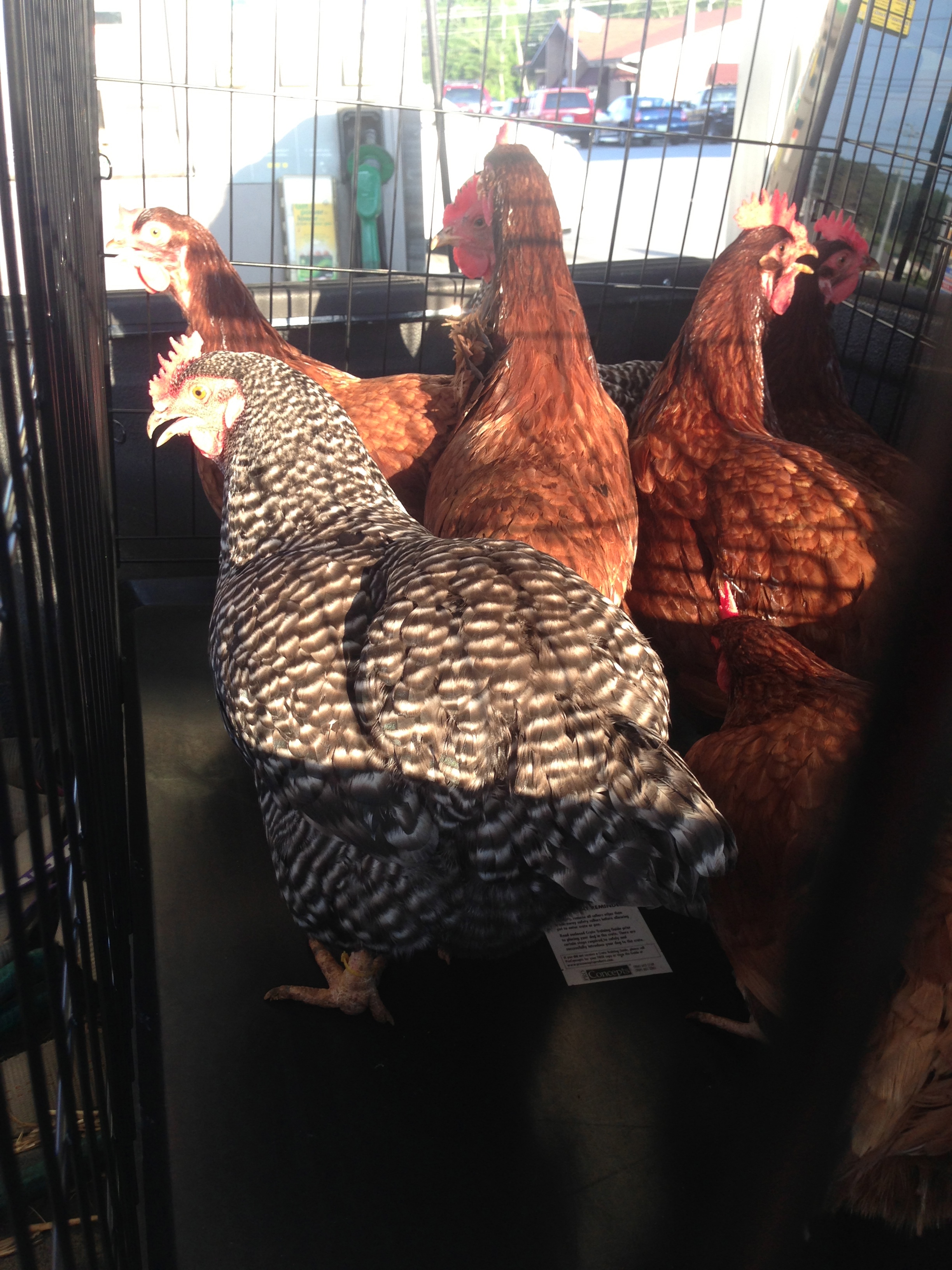 Our barred rock and rhode island reds on the way to their new coop