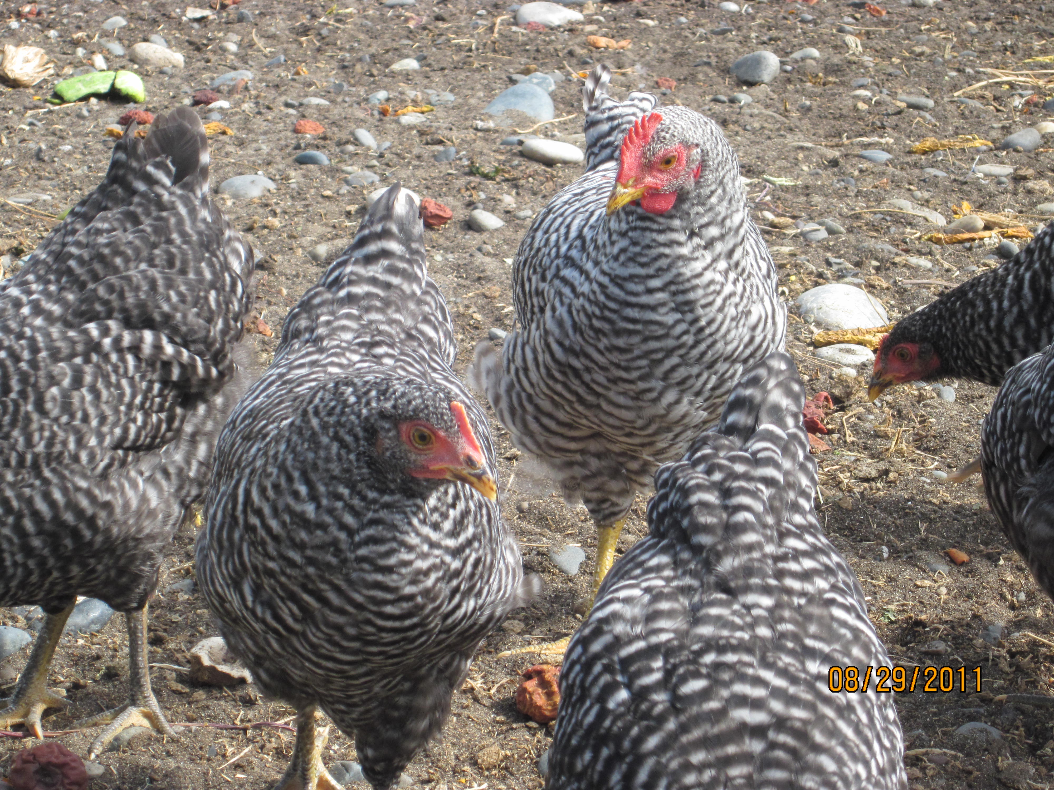 Our Barred Rock ladies