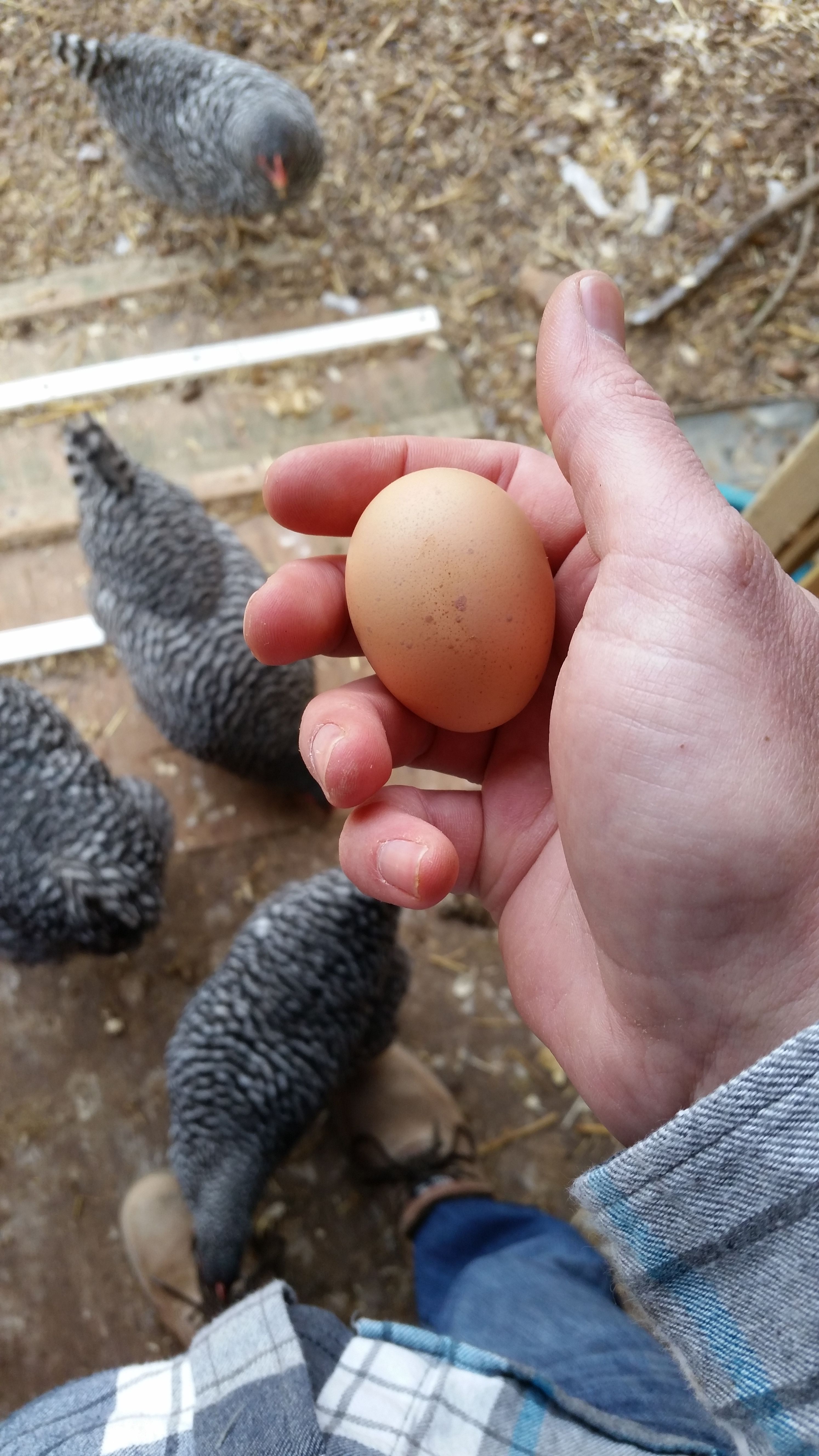 Our Barred Rocks laid their first egg!