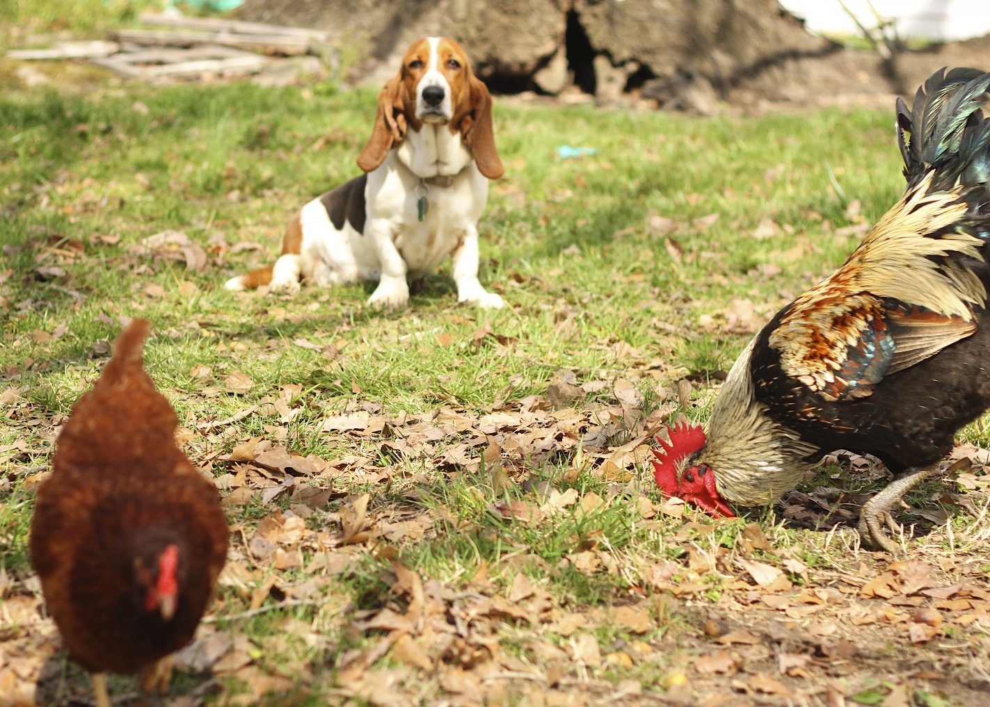 Our Basset Hound Daisy Mae watches over the chickens.