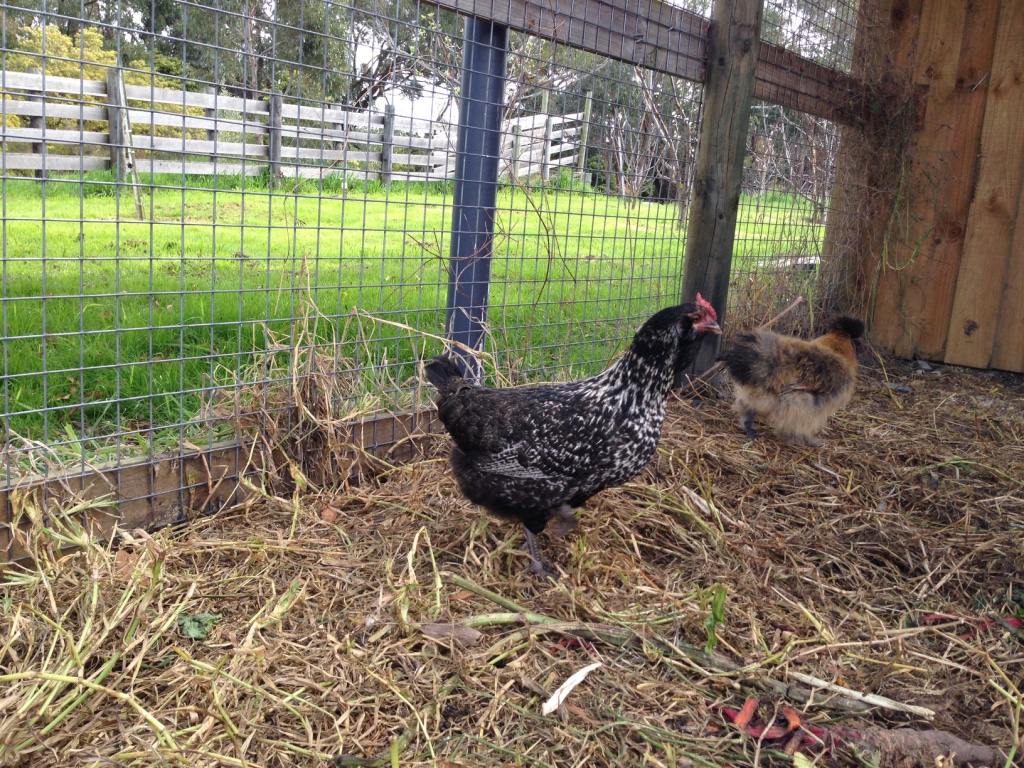 Our beautiful Faverolle Waffle