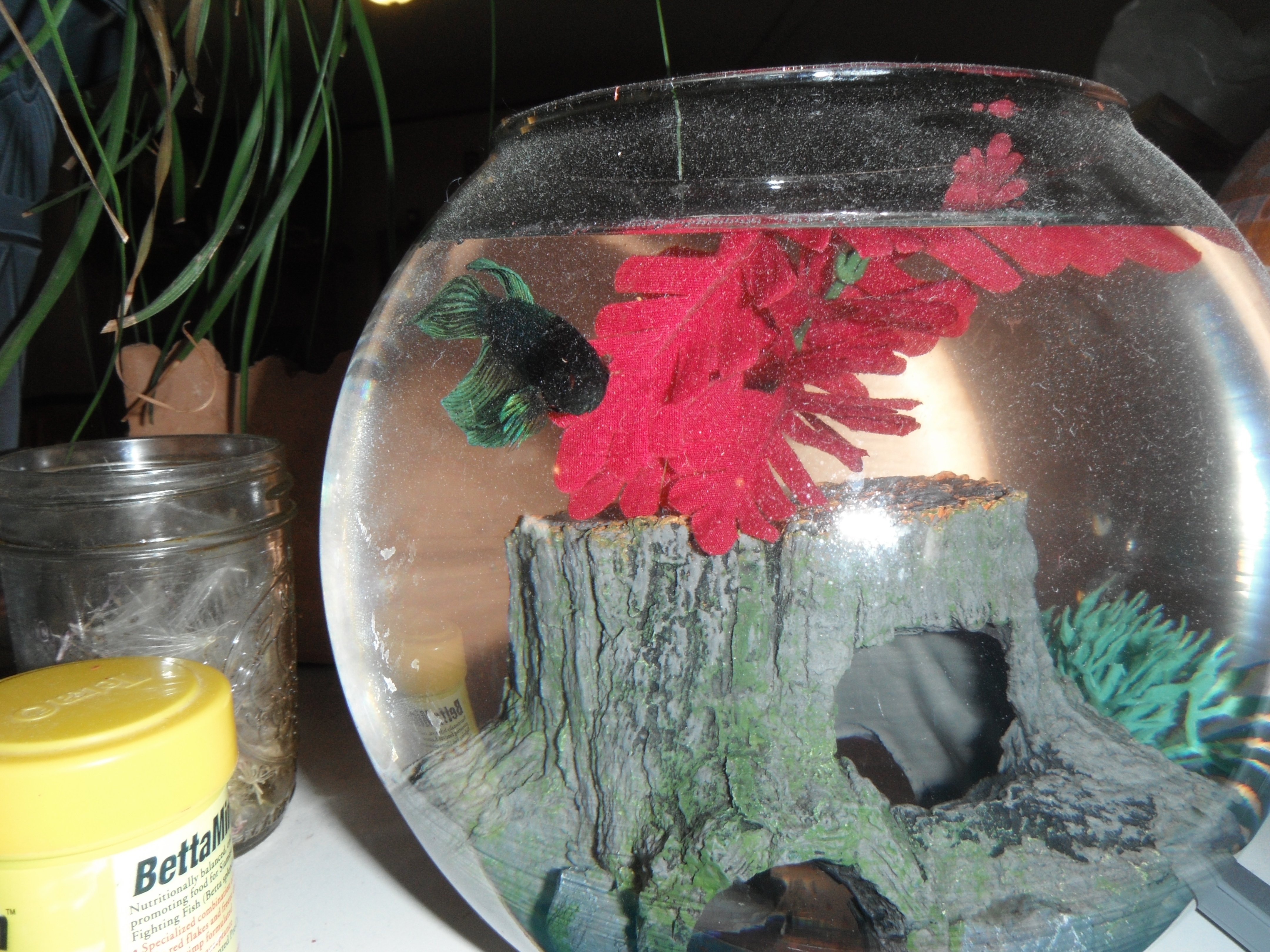 Our Beta fish-Aqua Man!