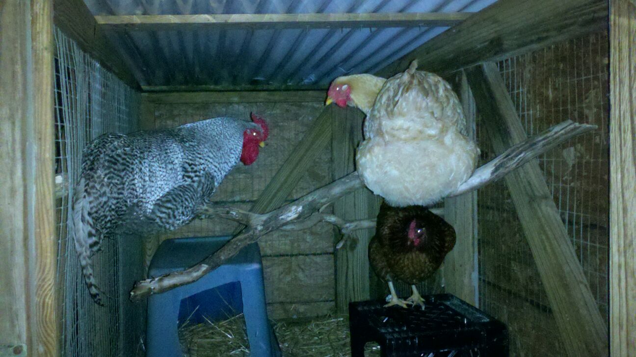 Our big Dominique roo, Ameraucana hen, and one of the RIRs.