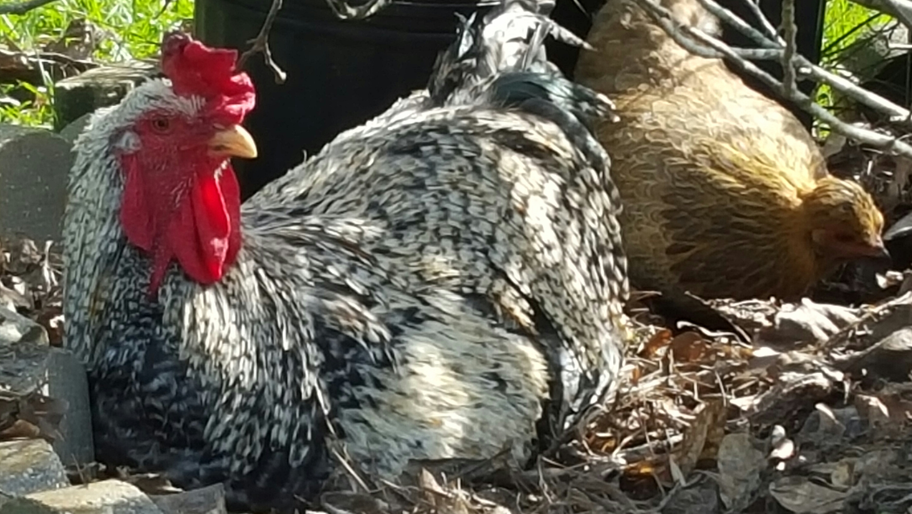 Our big handsome lad, chilling with one of his girls.