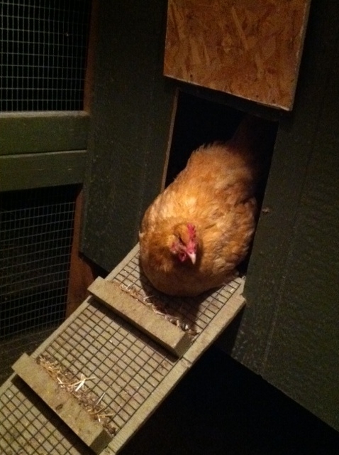Our biggest hen and only buff is seen almost on-guard in our enclosed coop.