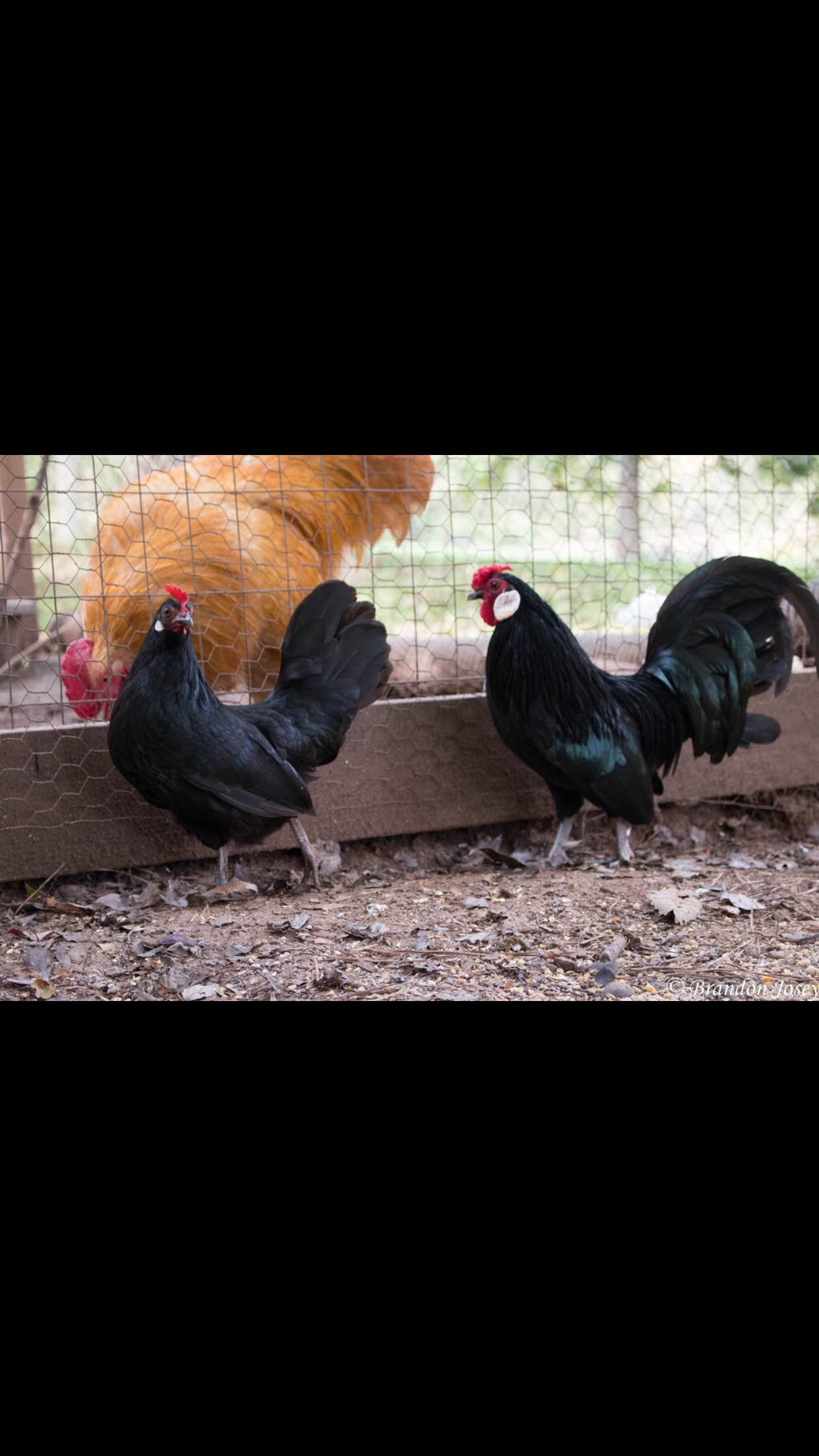 Our Black Rosecomb Bantams Buddy(Roo) and his hen and our Buff Orp. Eddy in the back ground.