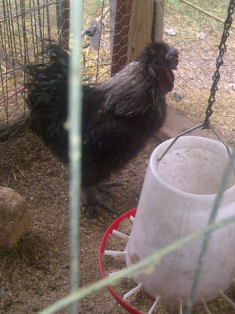 Our black silkie rooster-Hershey