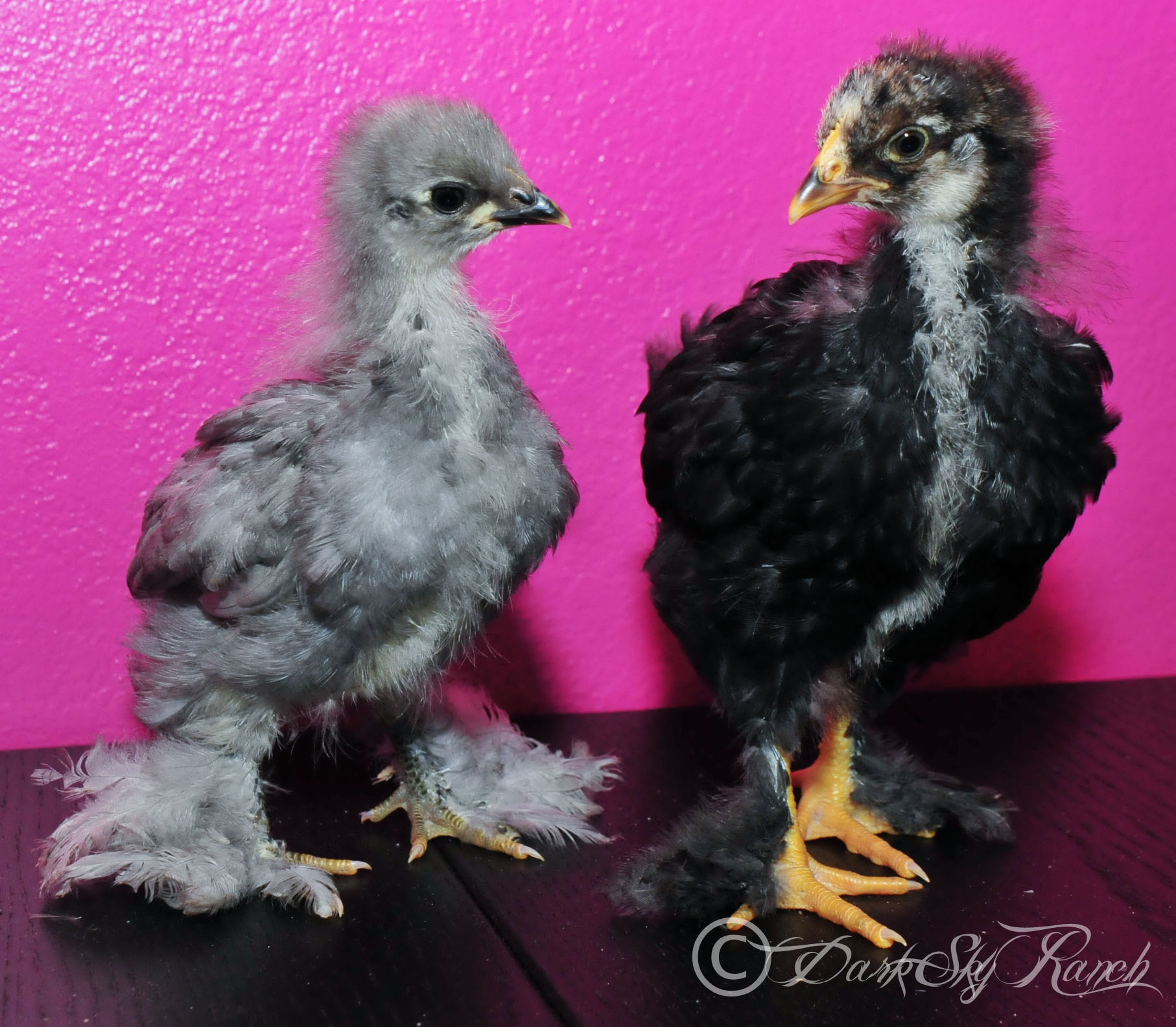 Our Blue Cochin and Silver laced Cochin from Ideal, @3.5 weeks