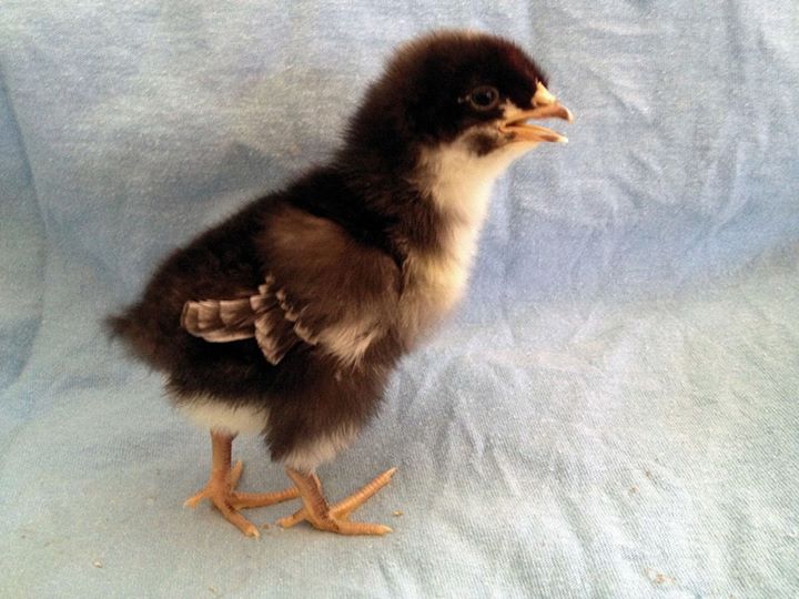 Our Blue Cochin/Mystery bird - Indigo