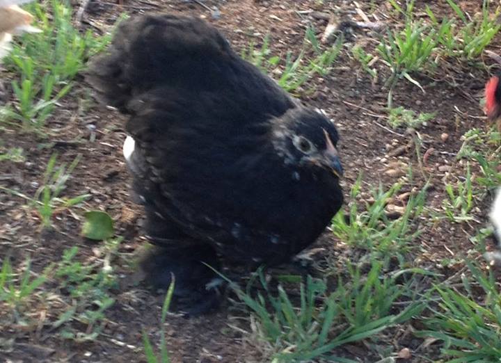 Our Blue Cochin/Mystery bird - Indigo