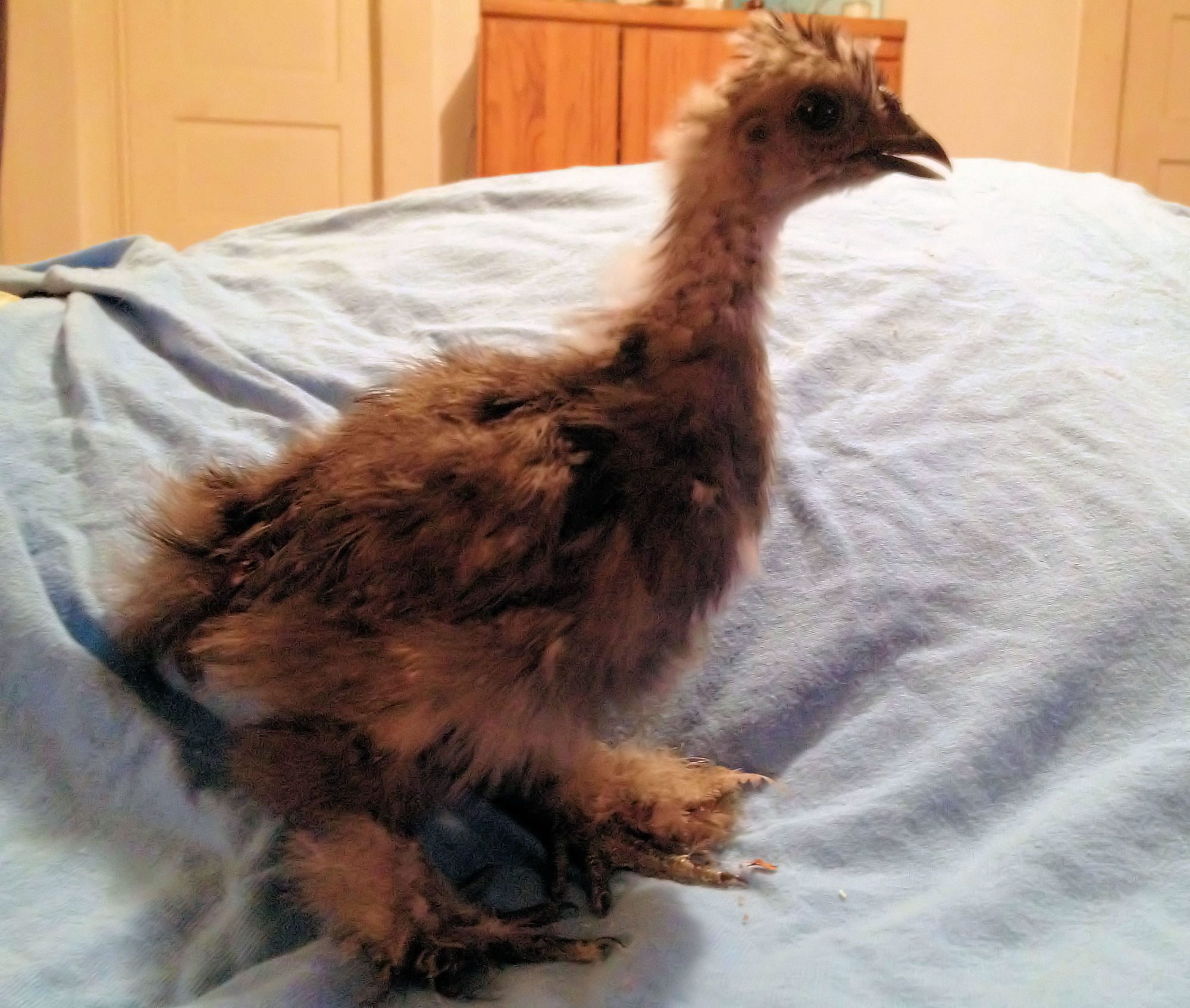 Our Blue Silkie Rain