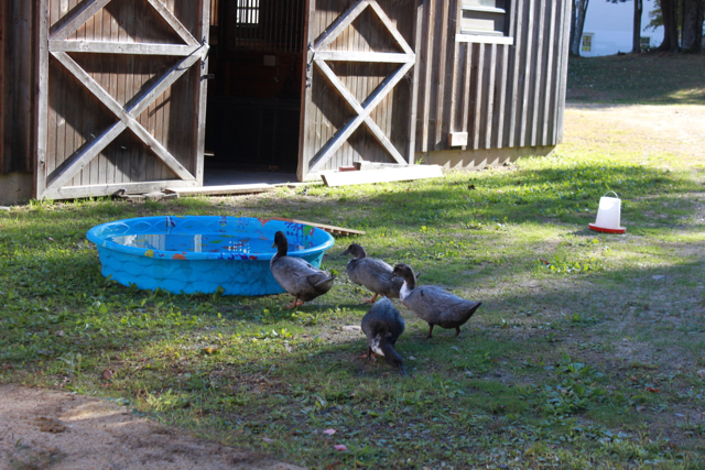 Our Blue Swedish Ducks